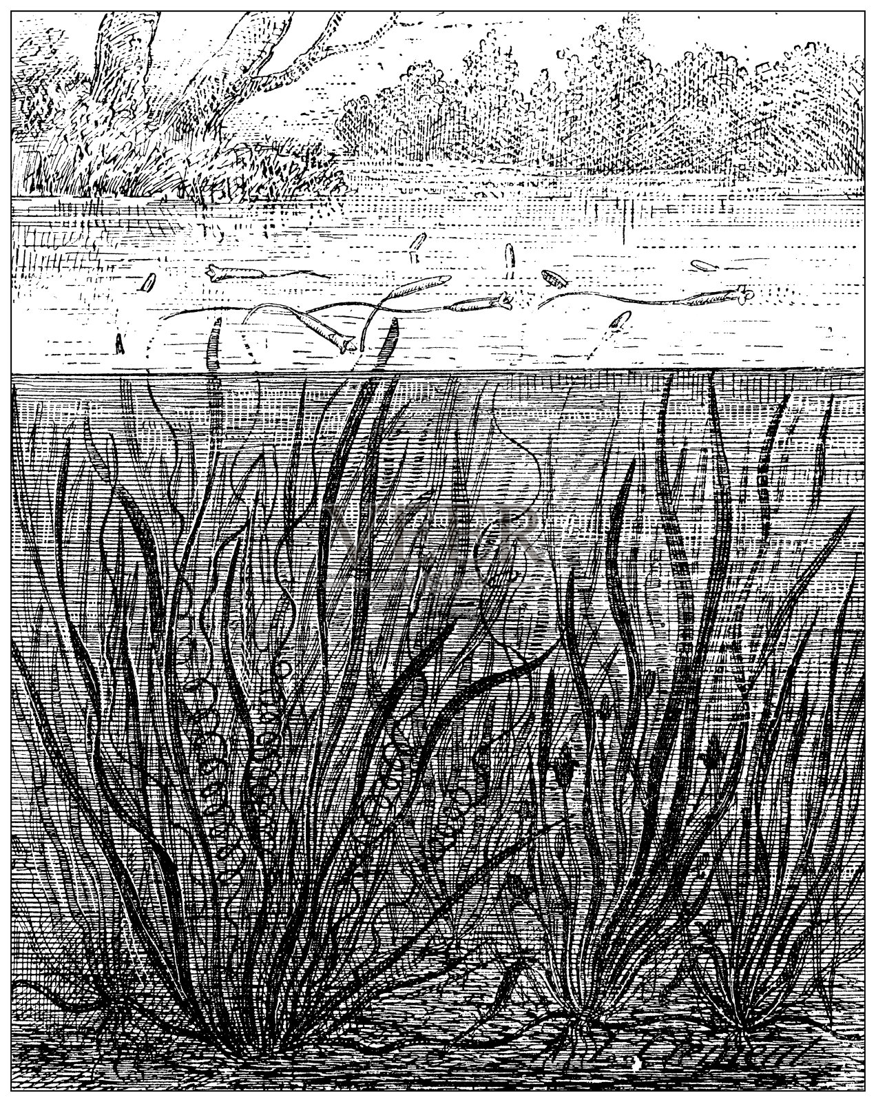 仿古插画:螺旋形瓦利士尼亚，也称为直形瓦利士尼亚，带草，或鳗鱼草插画图片素材