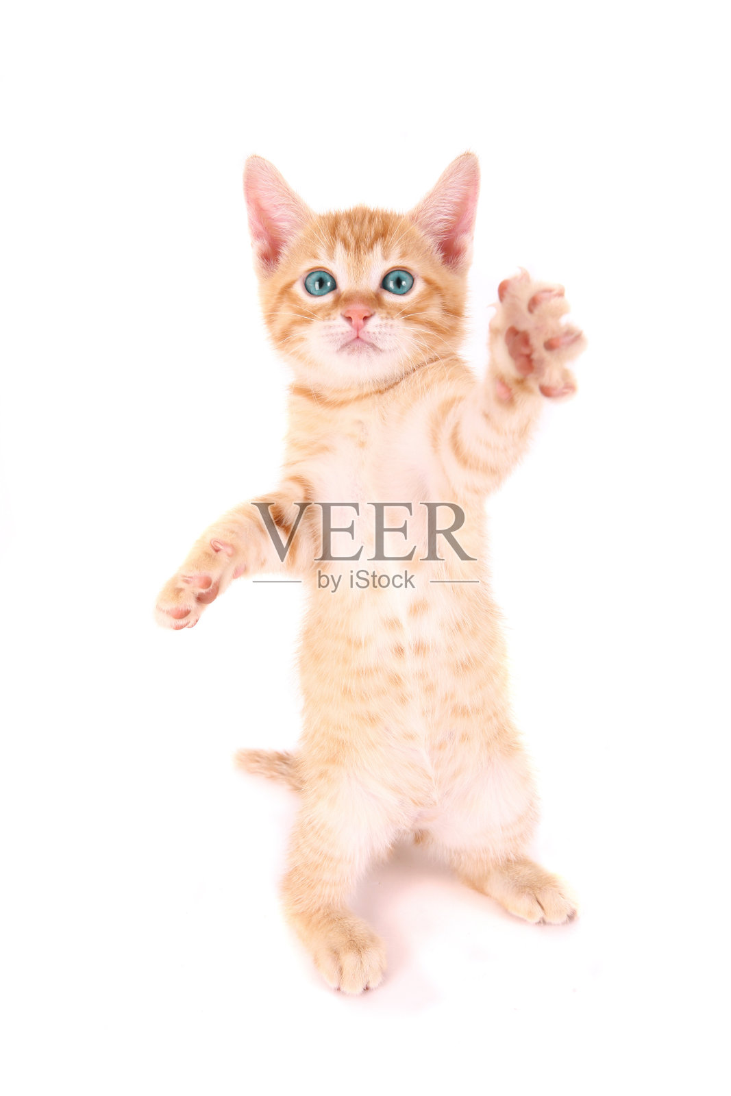 蓝色眼睛的小猫照片摄影图片