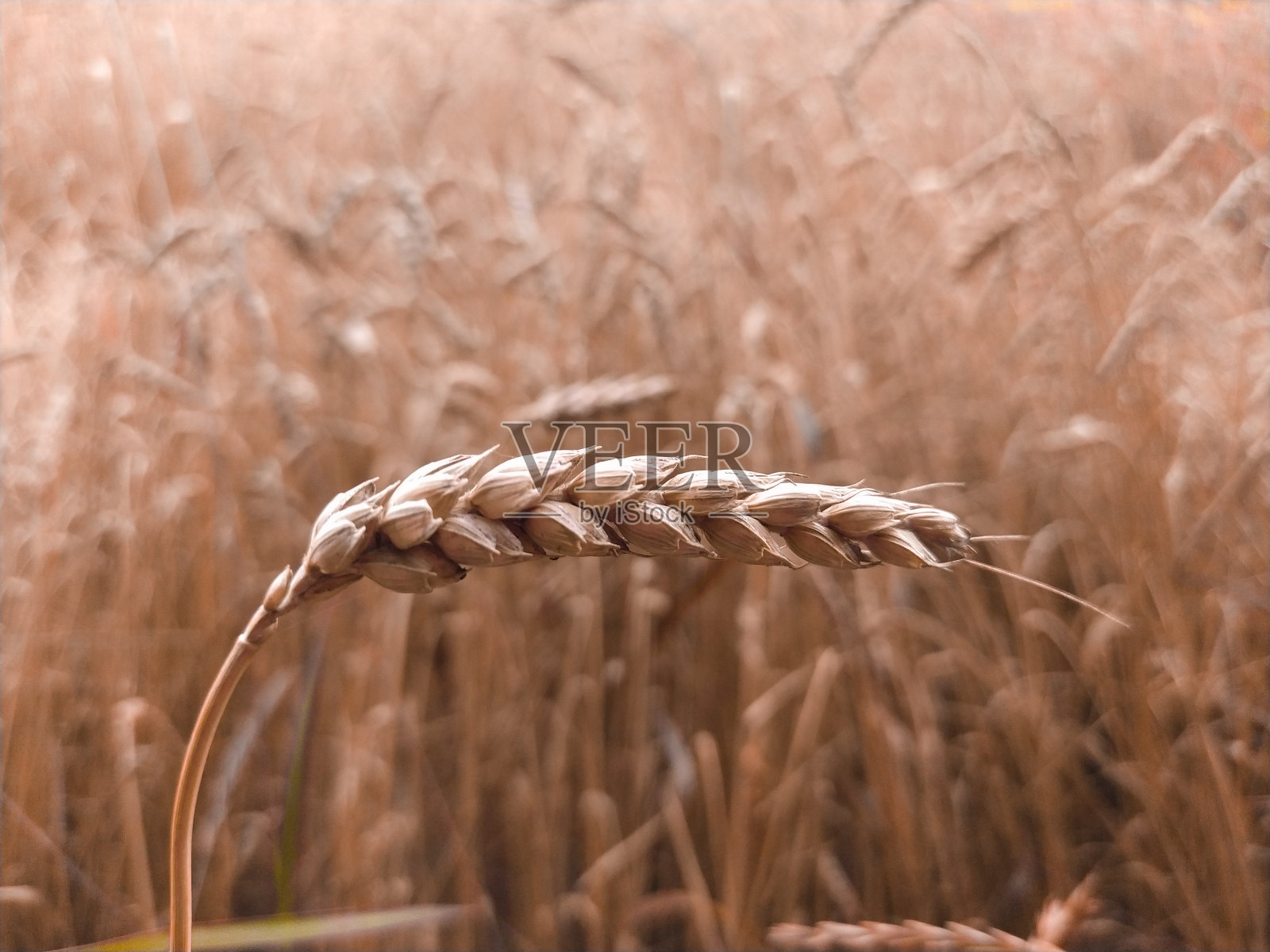 田野里金色的小麦小穗特写照片摄影图片