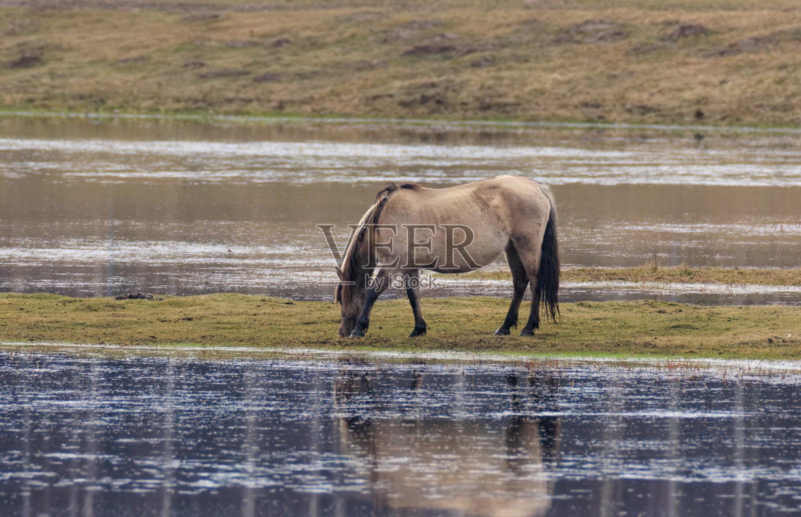 像波兰马一样的单身雌Tarpan在水边觅食照片摄影图片