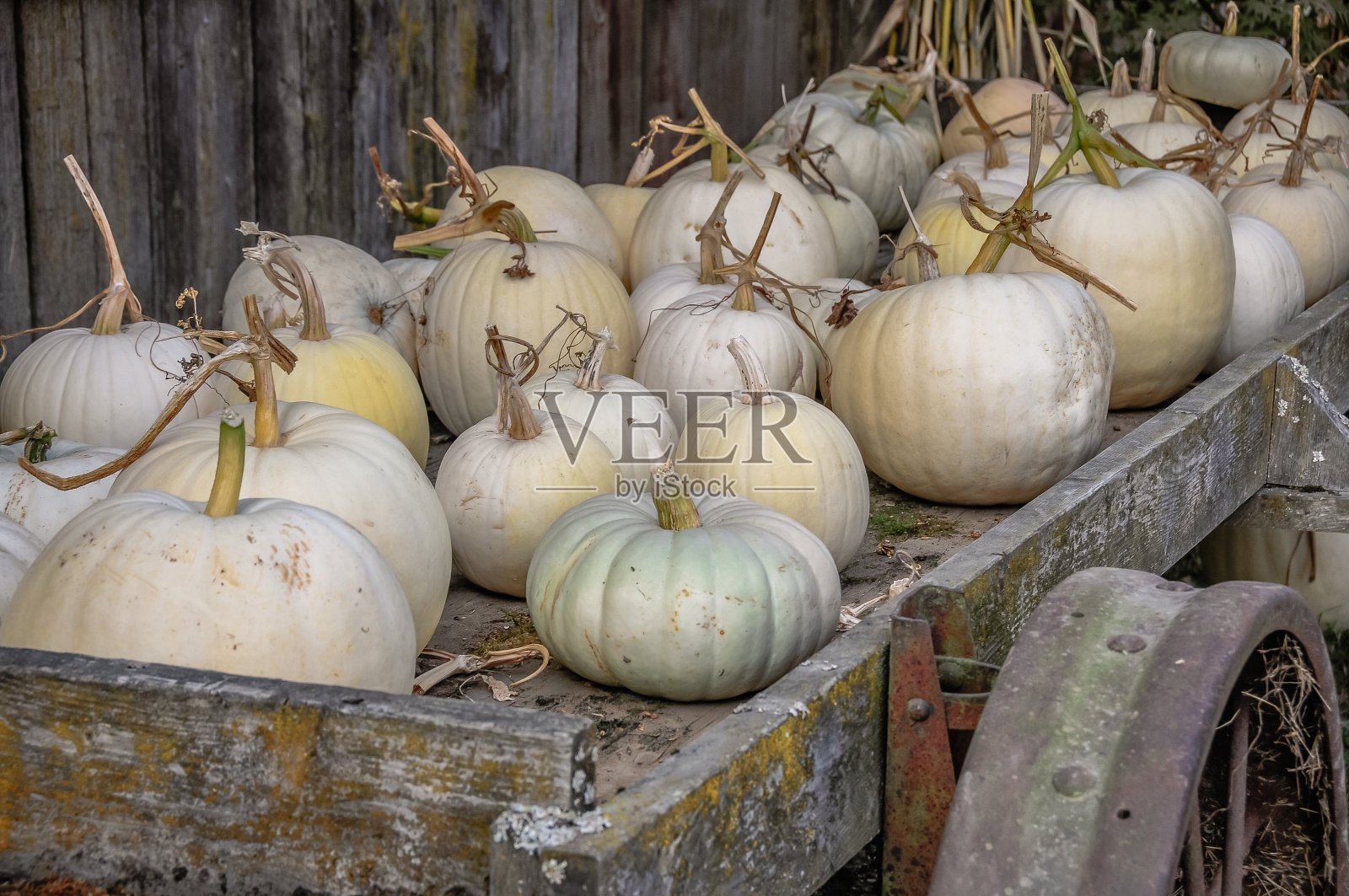一辆旧马车上的白南瓜照片摄影图片