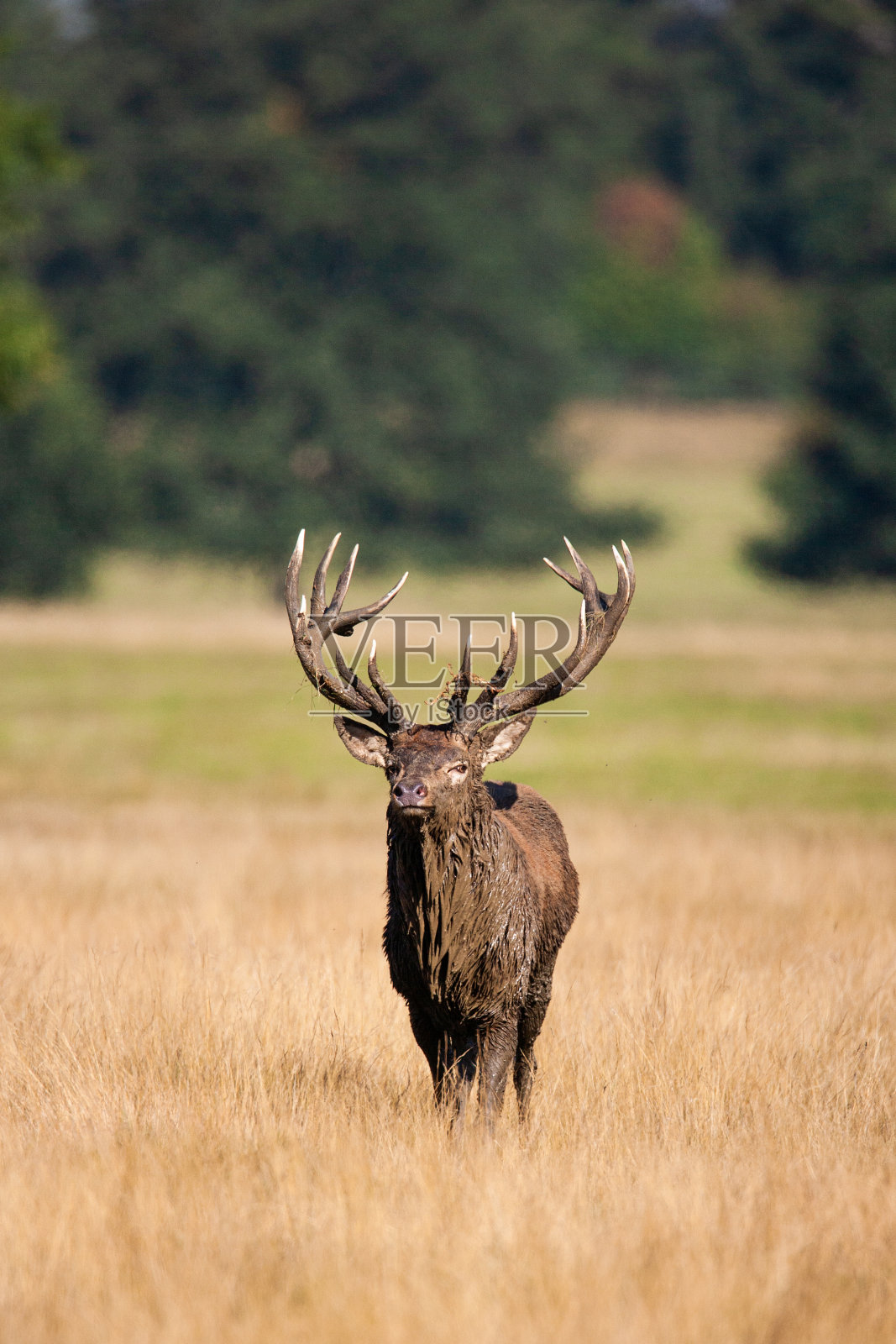 在英国伦敦的林地里，马鹿的雄鹿在咆哮和打斗照片摄影图片