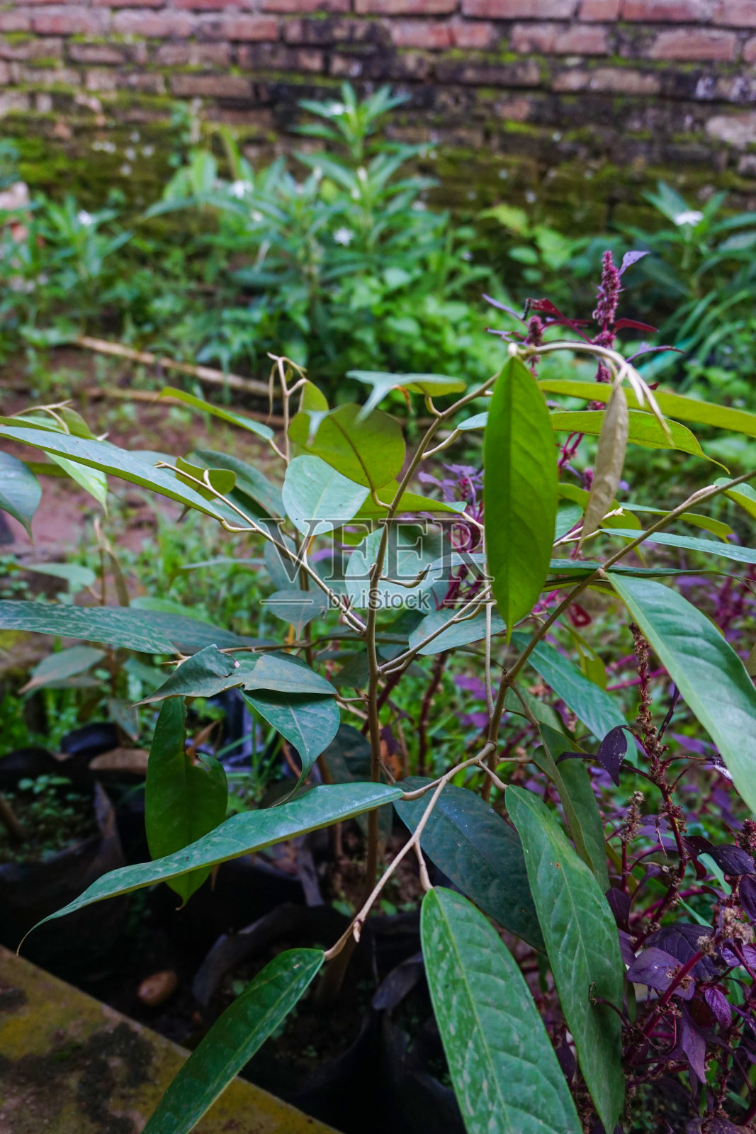 现代家庭花园构图的股票照片充满了许多美丽的植物。时尚的植物内饰。家庭园艺概念。照片摄影图片