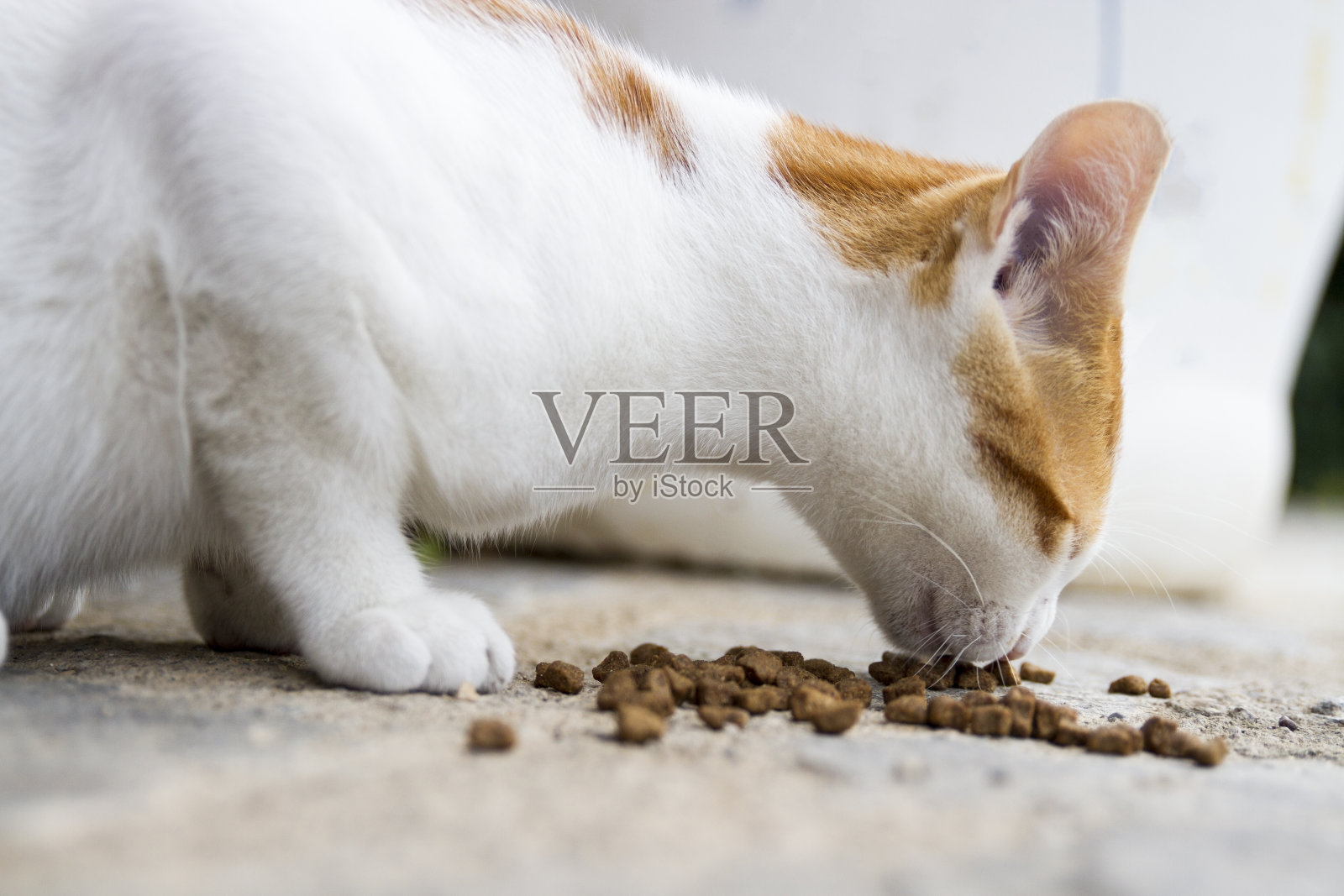 猫吃东西的侧面照片摄影图片