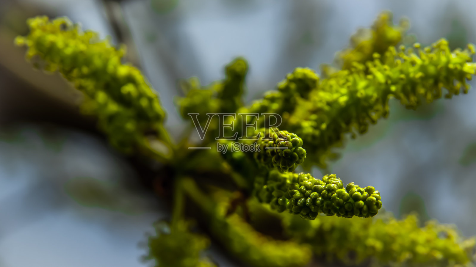 微距近摄芽照片摄影图片