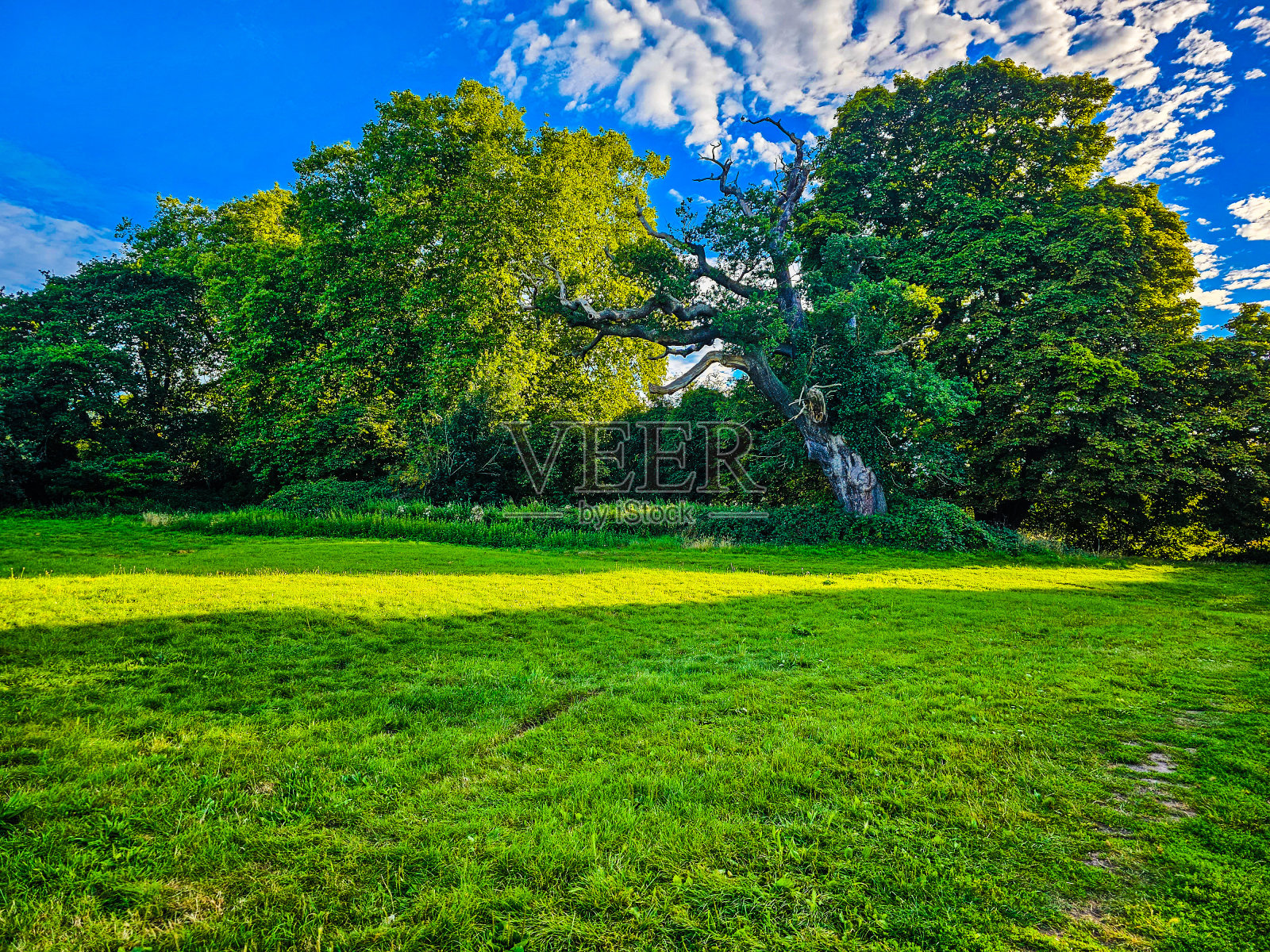 草地上的一片草地，绿树成荫，蓝天洒满阳光照片摄影图片