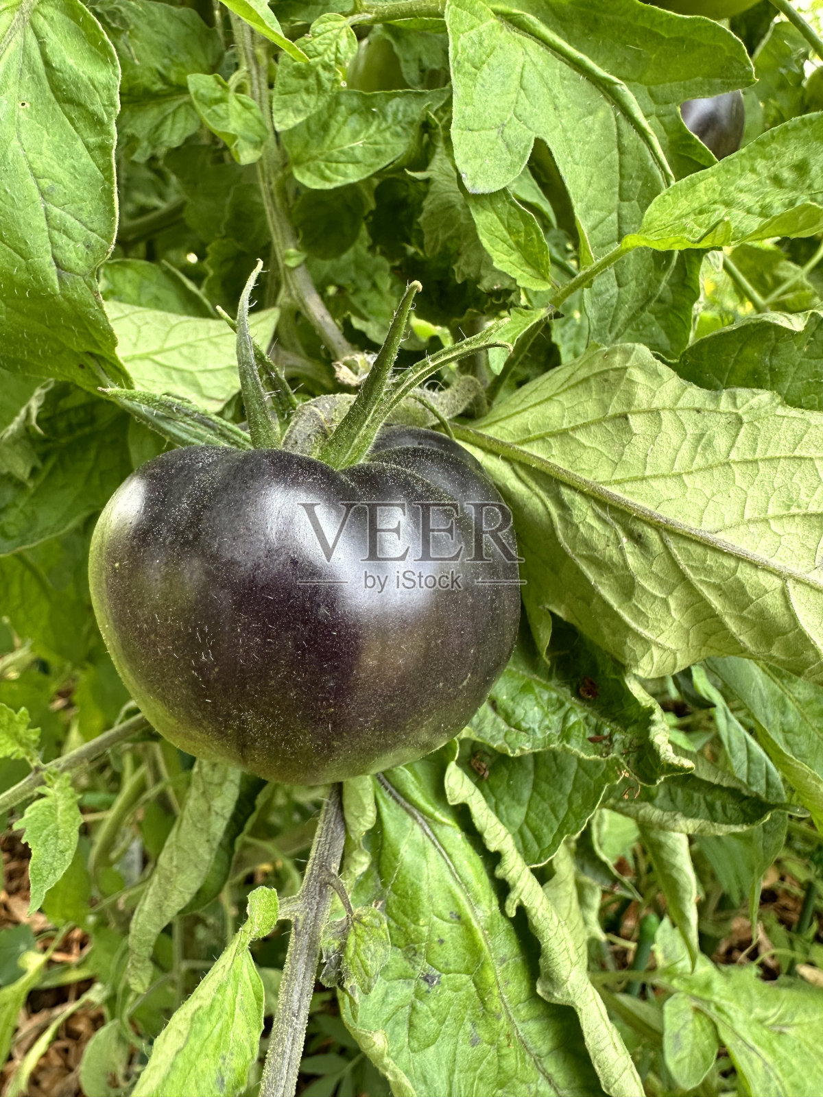 紫番茄照片摄影图片