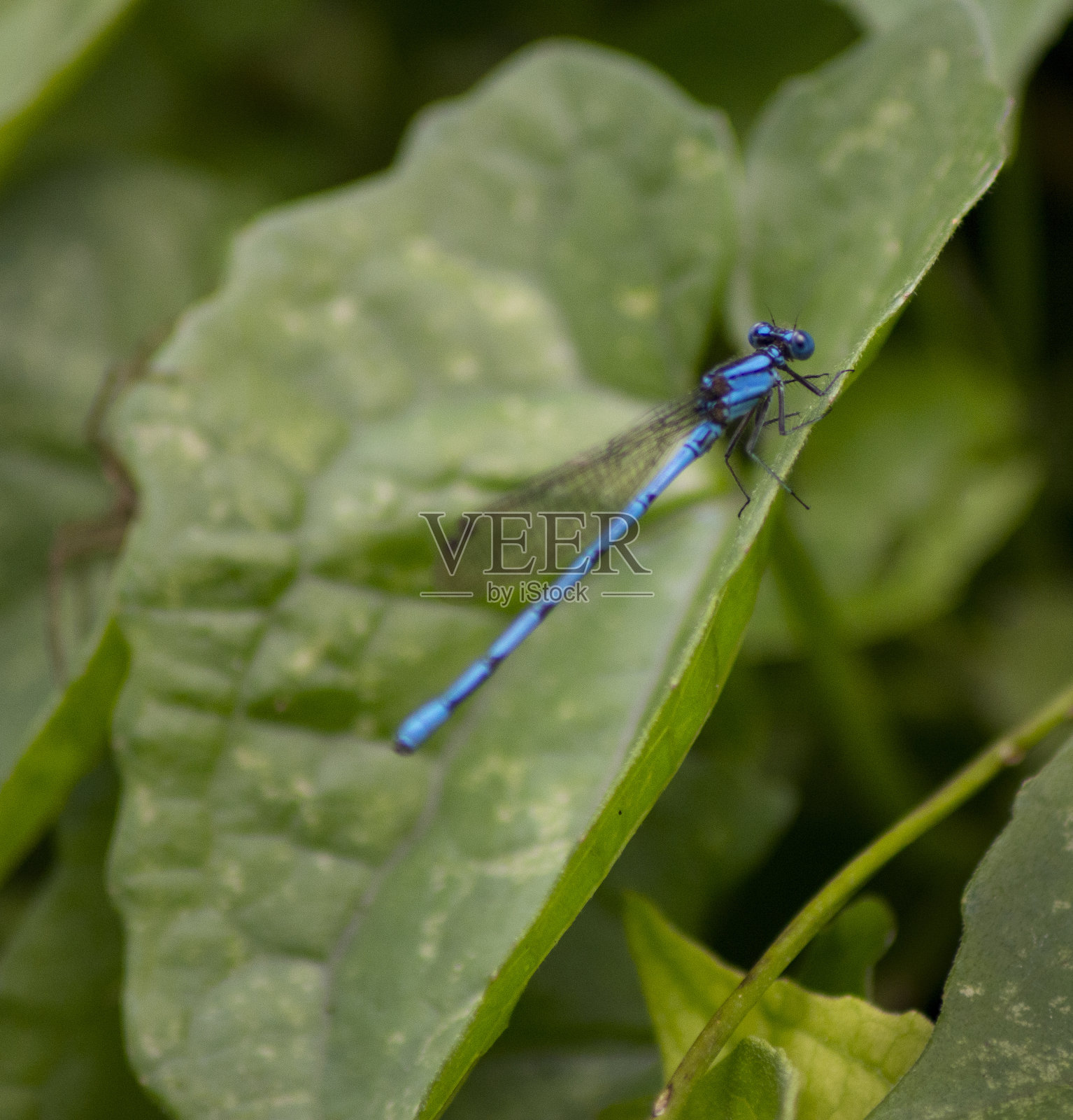 蓝色的蜻蜓照片摄影图片