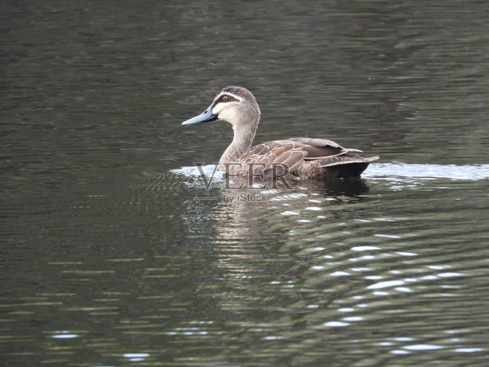 鸭子游泳照片摄影图片