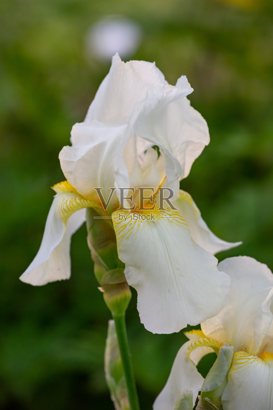 夏天盛开的白色鸢尾花微距摄影。照片摄影图片