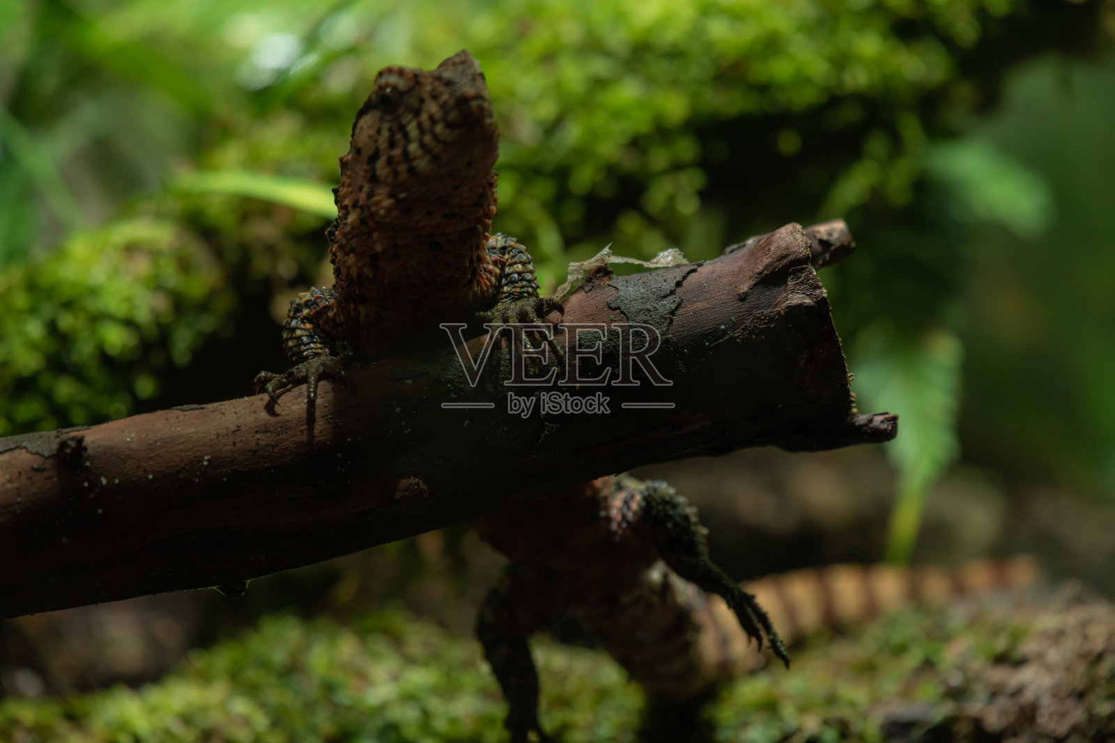 中国的鳄鱼蜥蜴是新龙鳄照片摄影图片