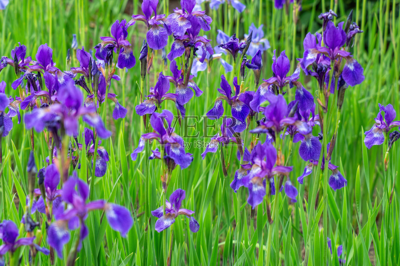 春天的花园里有蓝色的鸢尾花照片摄影图片