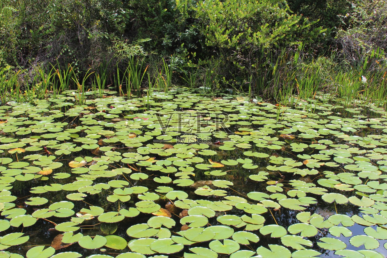 湖中的百合花瓣照片摄影图片