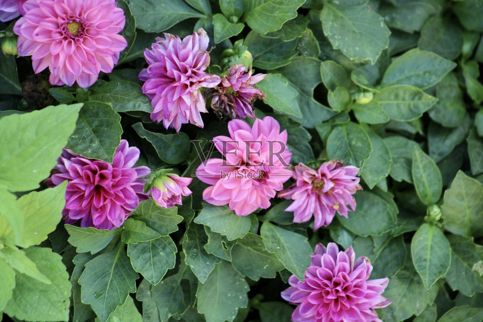 紫色的大丽花照片摄影图片