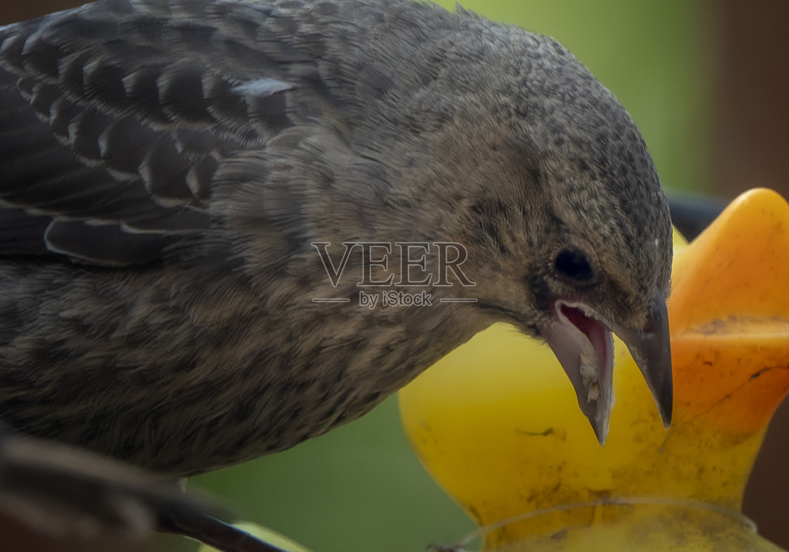一只小麻雀在喂鸟器上照片摄影图片