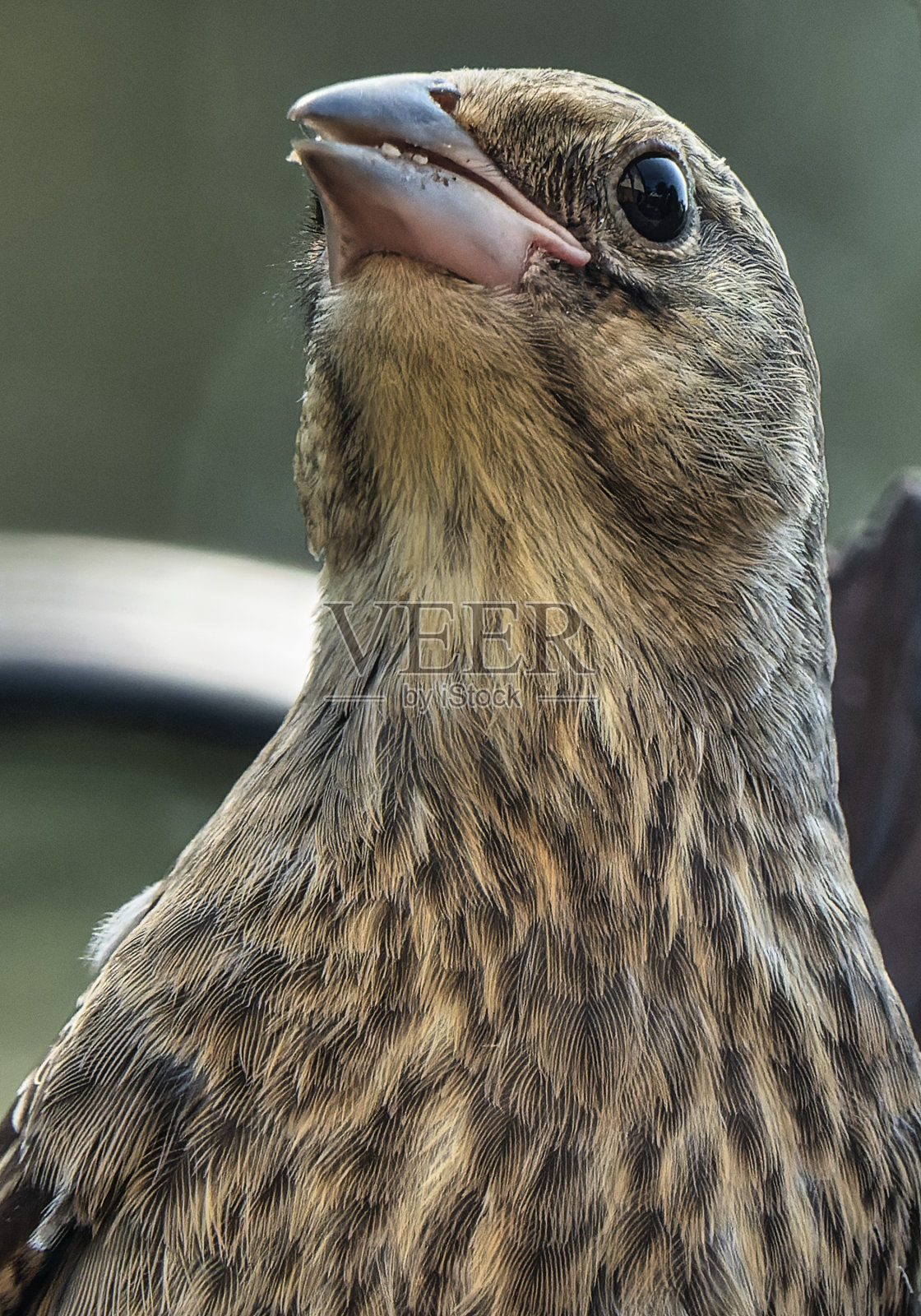一只小麻雀在喂鸟器上照片摄影图片