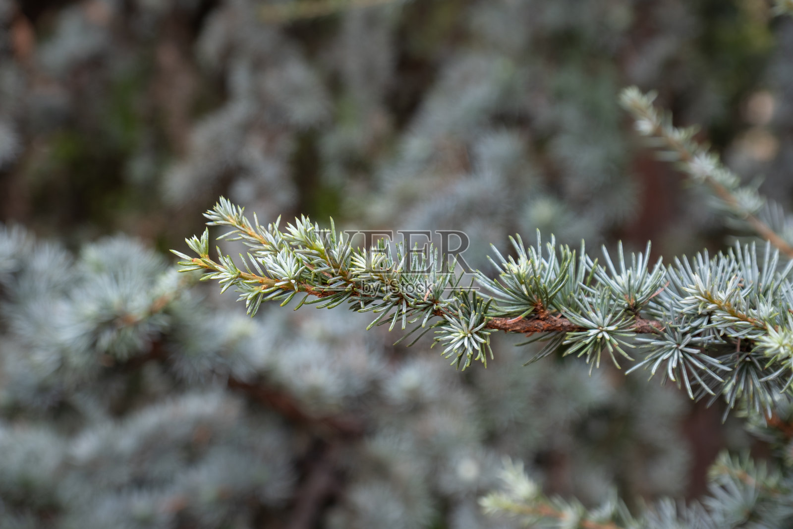 雪松树的树枝和针叶。照片摄影图片