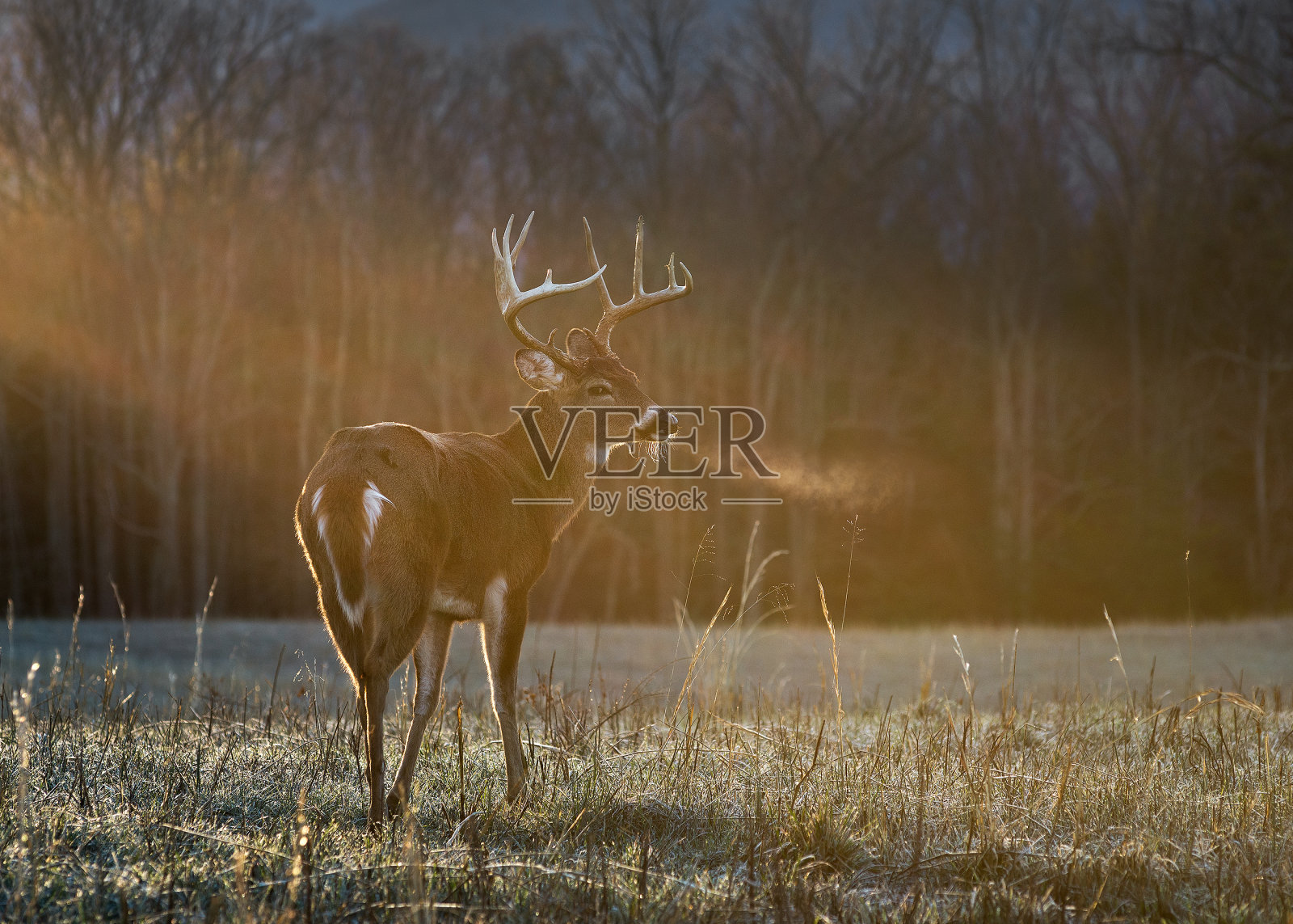 巴克在早晨的阳光下照片摄影图片