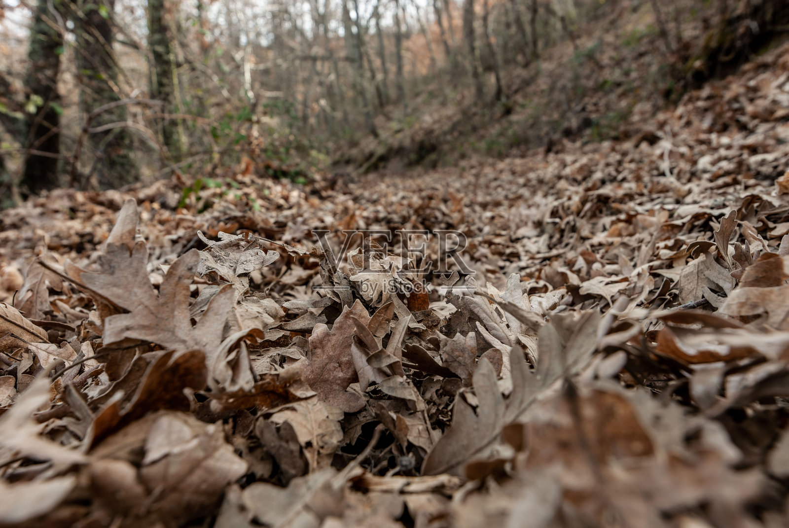 森林照片摄影图片