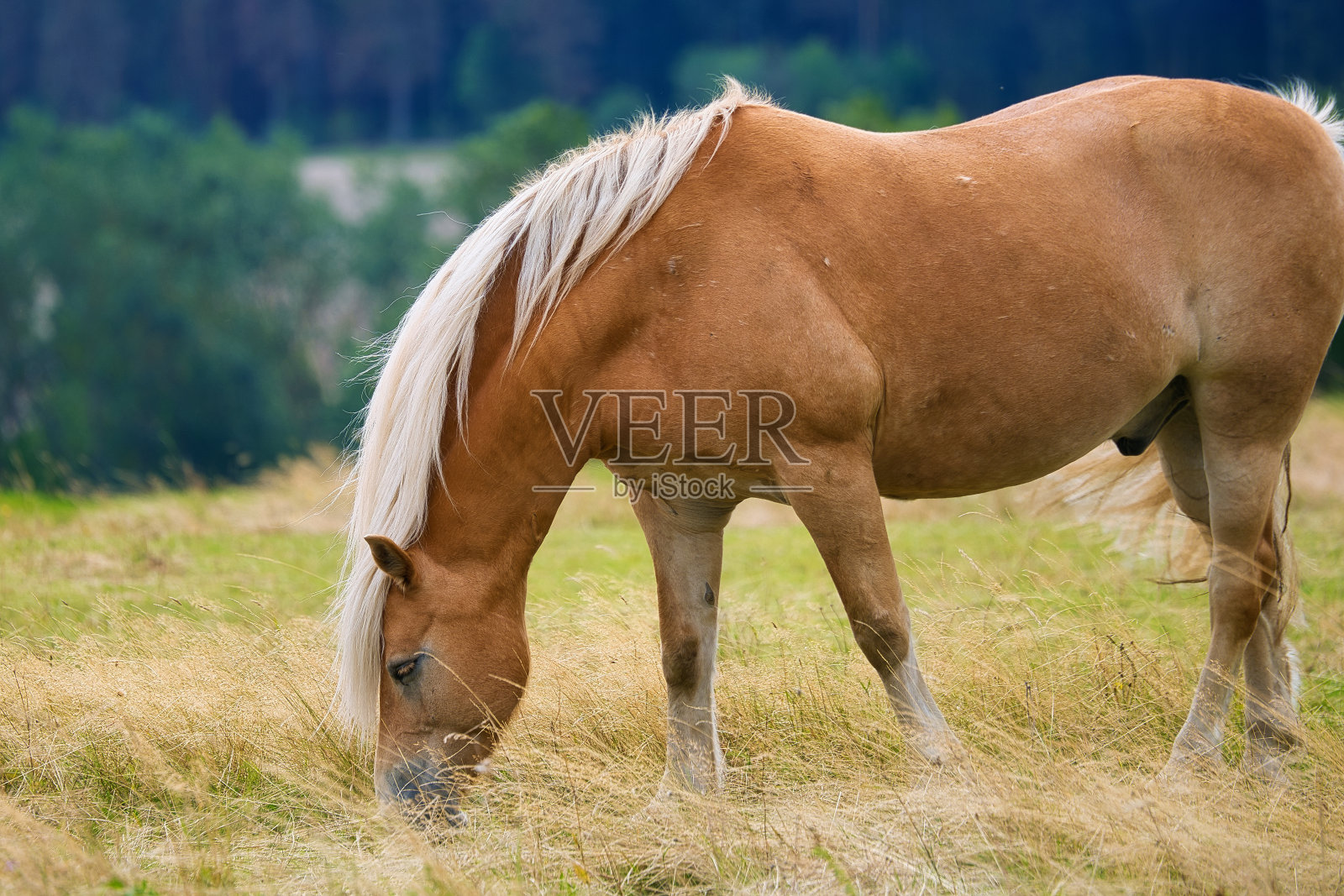 图林根州的夏天正在慢慢结束照片摄影图片