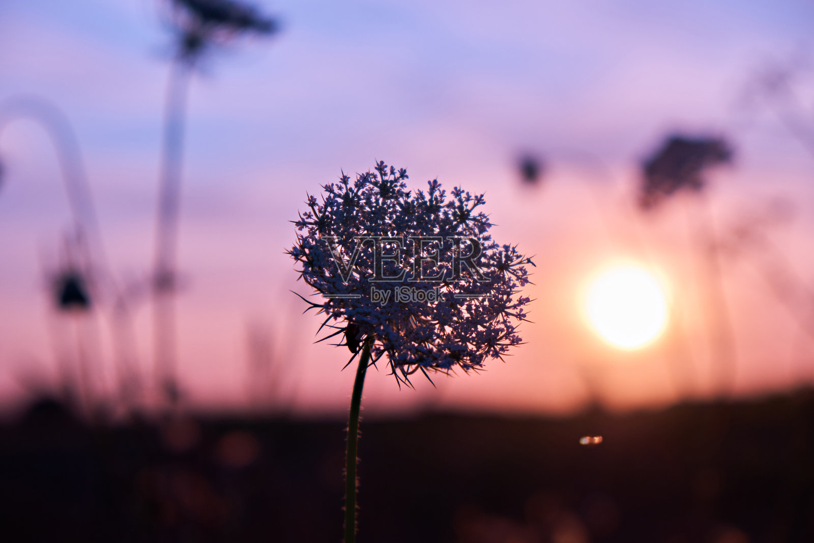 夏日日落时草地上的花朵。有选择性的重点照片摄影图片
