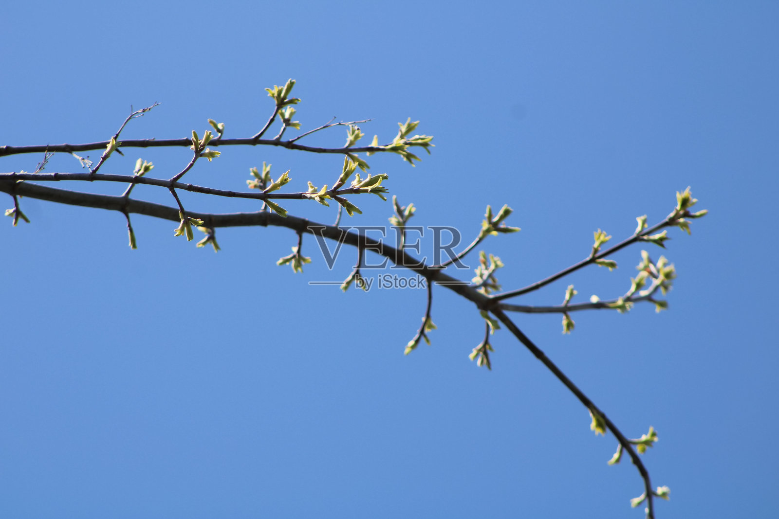 森林里美丽的树。照片摄影图片