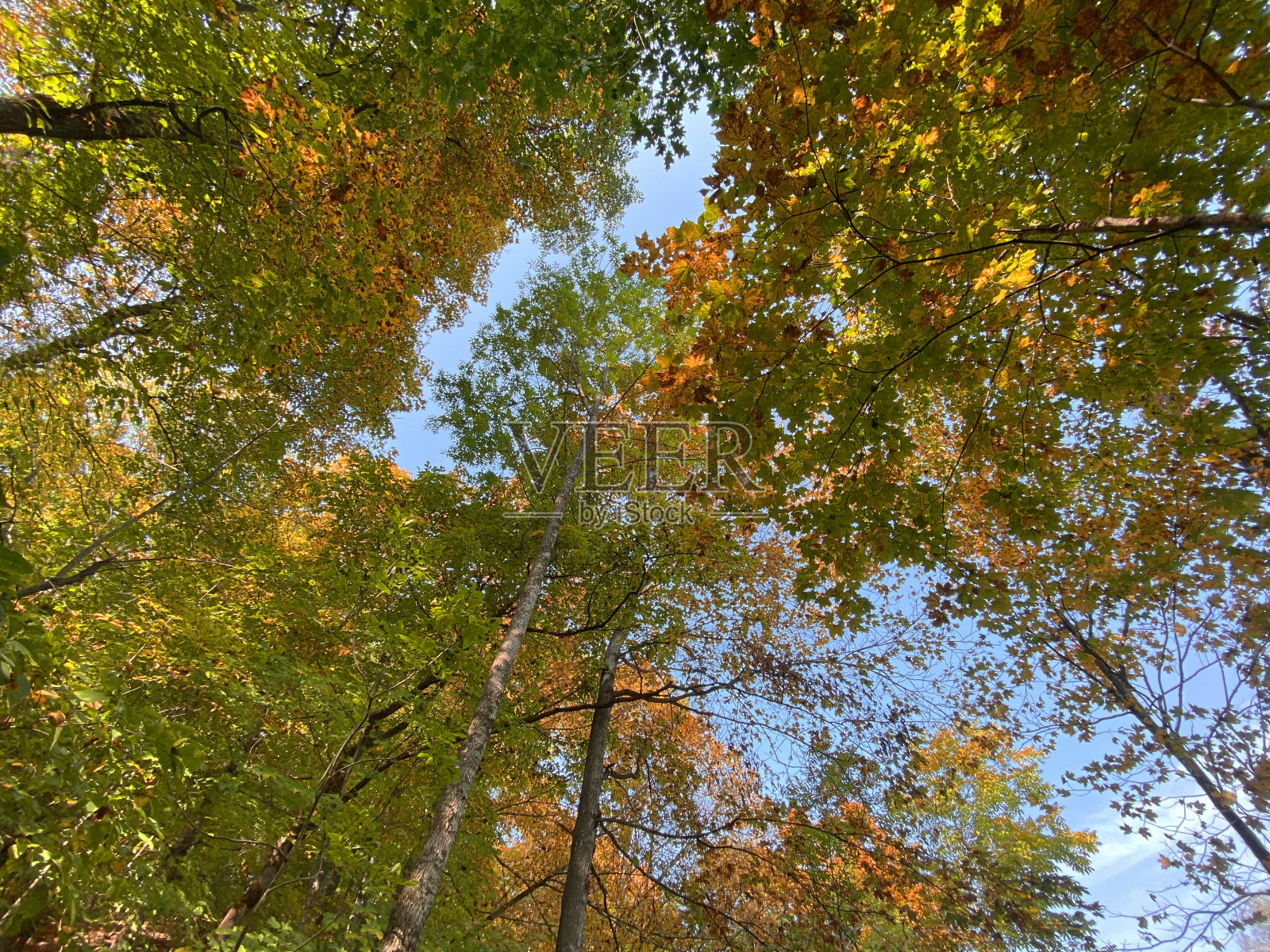 季节的树秋天的叶子高大的树树梢秋天的颜色树树梢清澈的蓝天照片摄影图片
