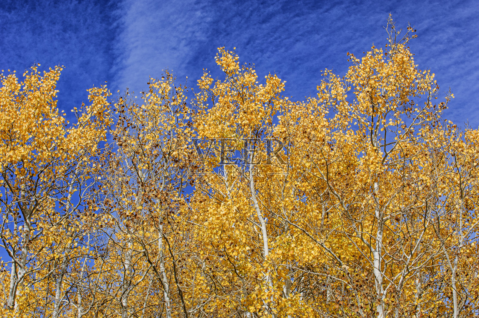 高山树木上的彩色秋叶照片摄影图片