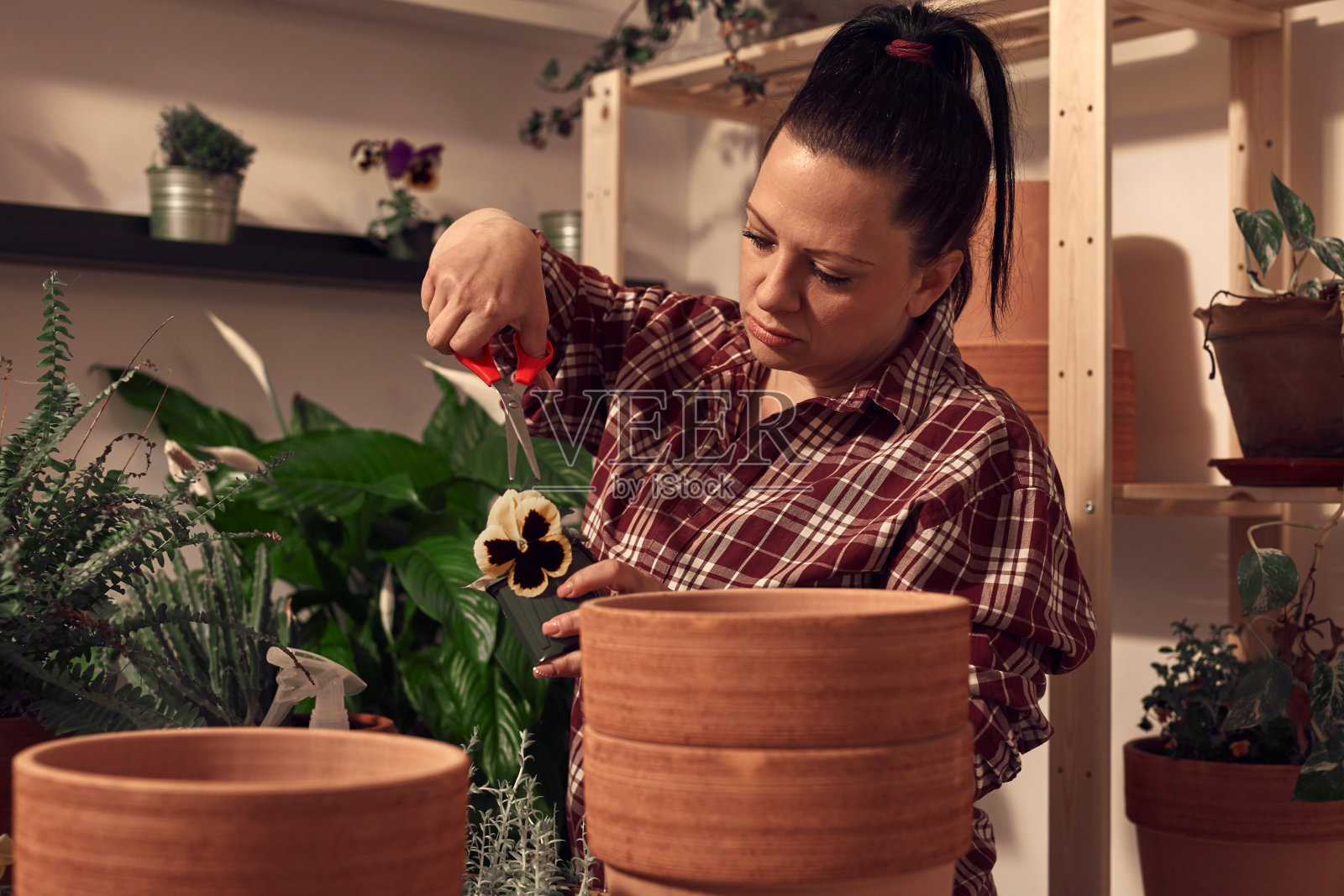 妇女在室内重新盆栽和照顾室内植物。照片摄影图片