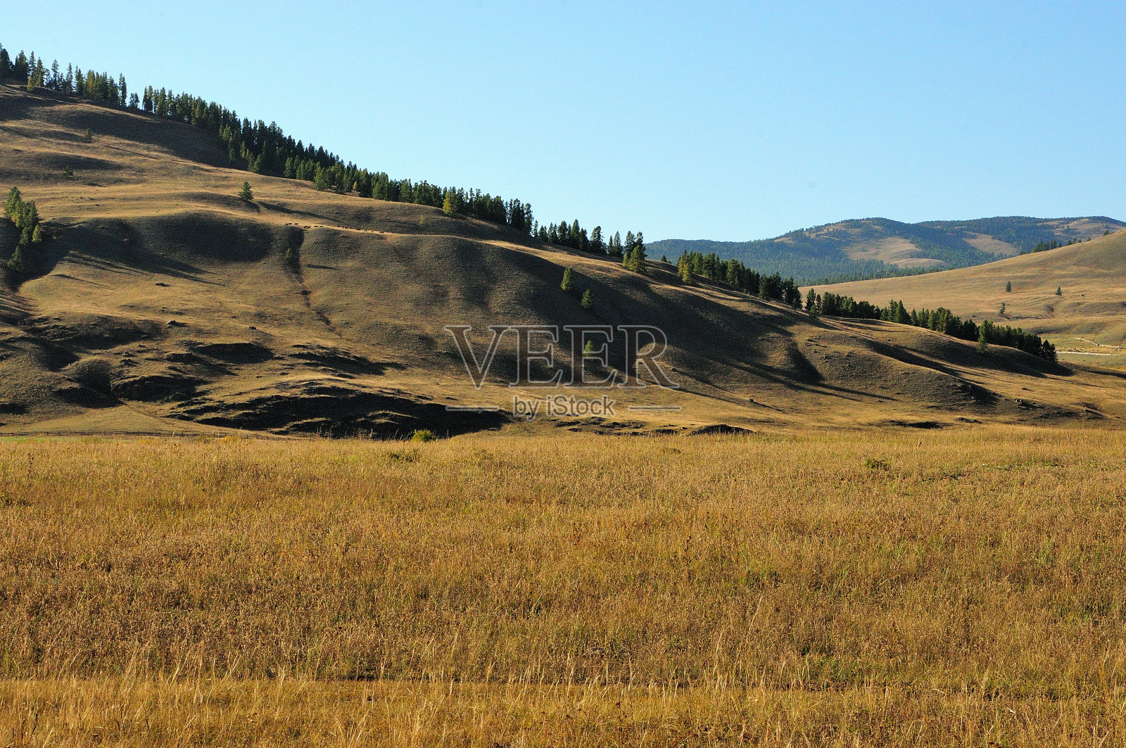 秋天丘陵草原上长满针叶树的山坡。照片摄影图片