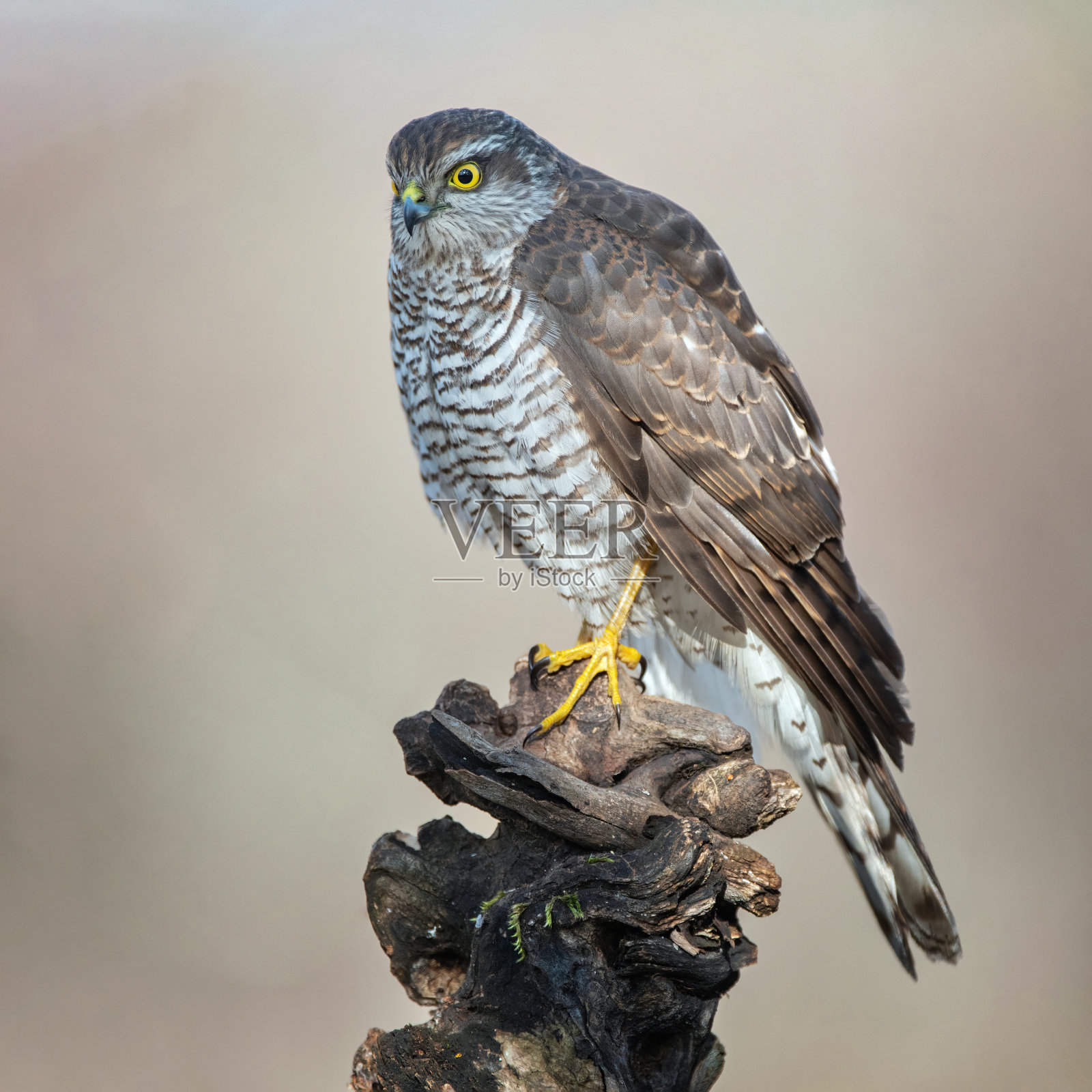 欧亚雀鹰。冬天，这只鸟坐在森林里的树枝上，在美丽的一边。侧视图照片摄影图片
