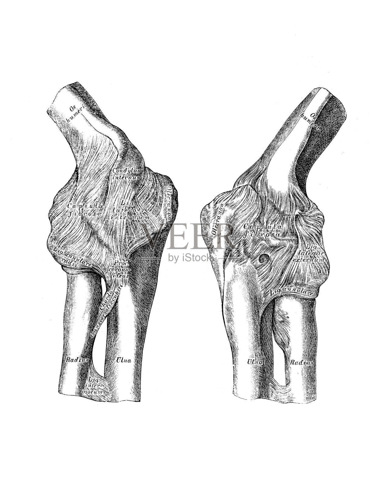 肘关节插画图片素材
