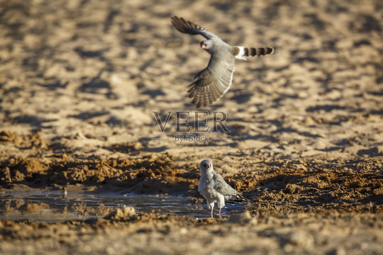 南非卡拉哈迪跨国公园的非洲小鹰照片摄影图片