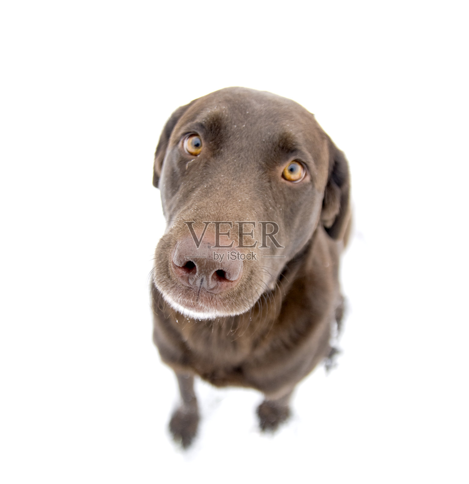 巧克力拉布拉多寻回犬照片摄影图片