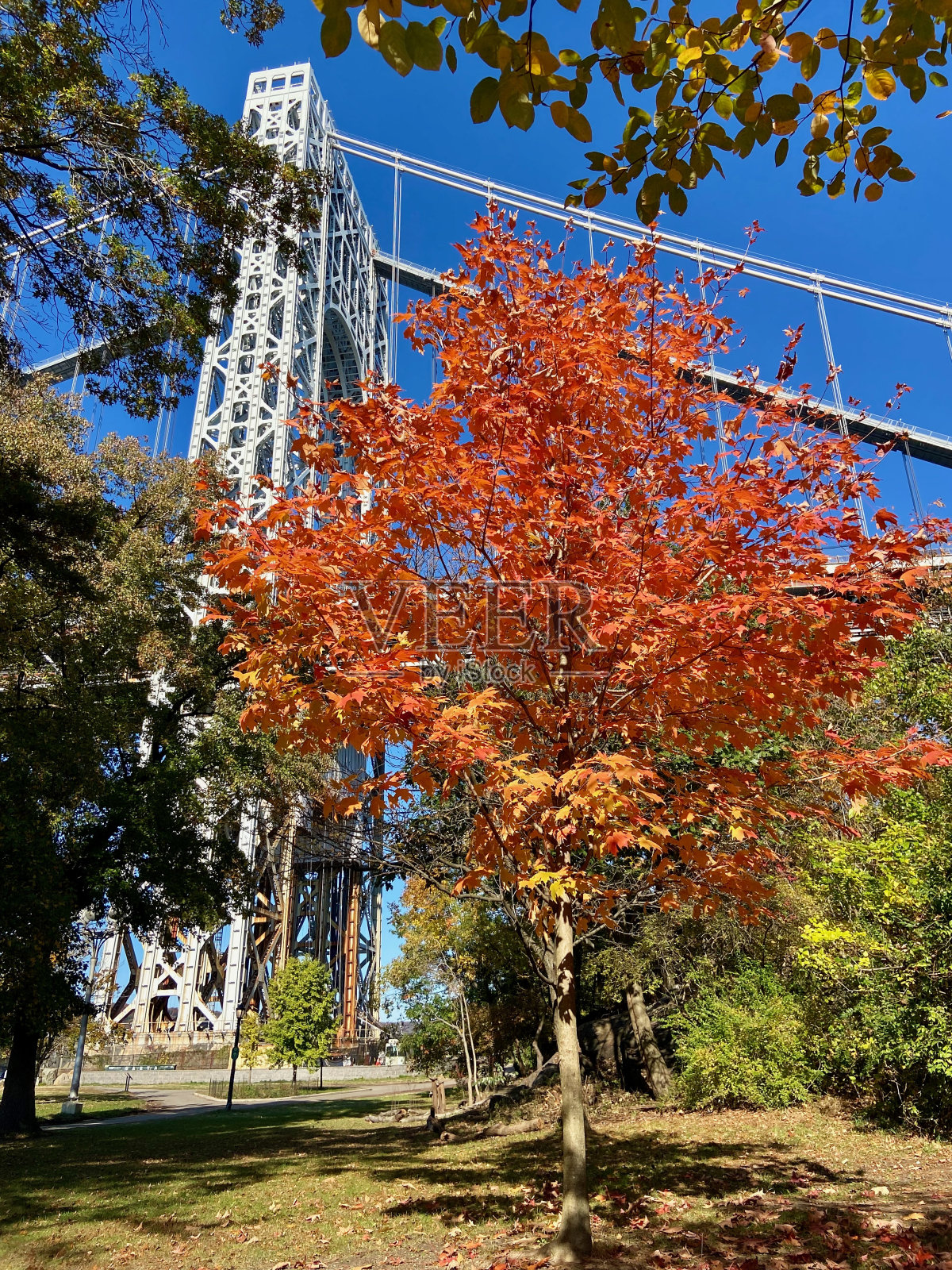 秋天的一天，在纽约华盛顿高地的华盛顿堡公园，乔治华盛顿桥下的一棵树叶在变化的小树照片摄影图片
