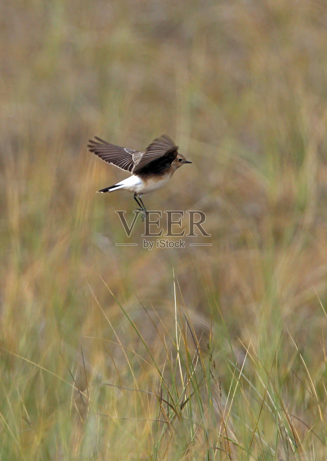 花斑麦穗(奥南·普莱辛卡)照片摄影图片
