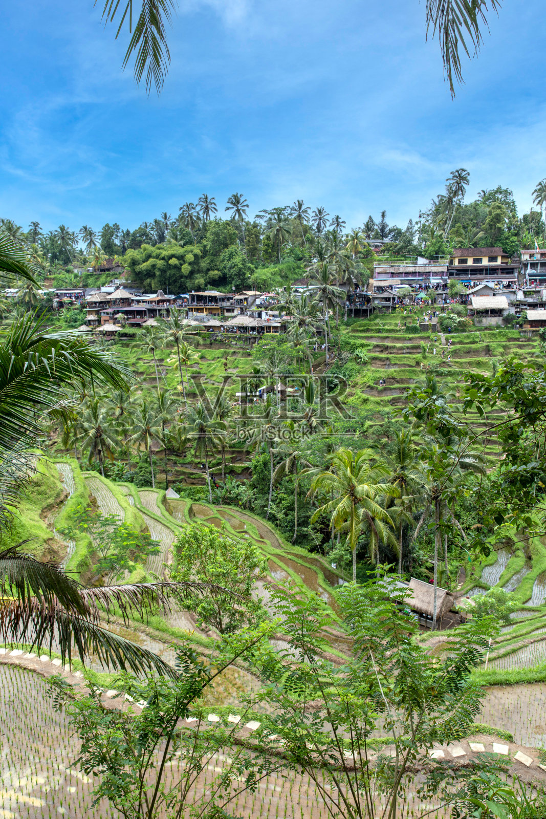 Tegalalang水稻梯田照片摄影图片