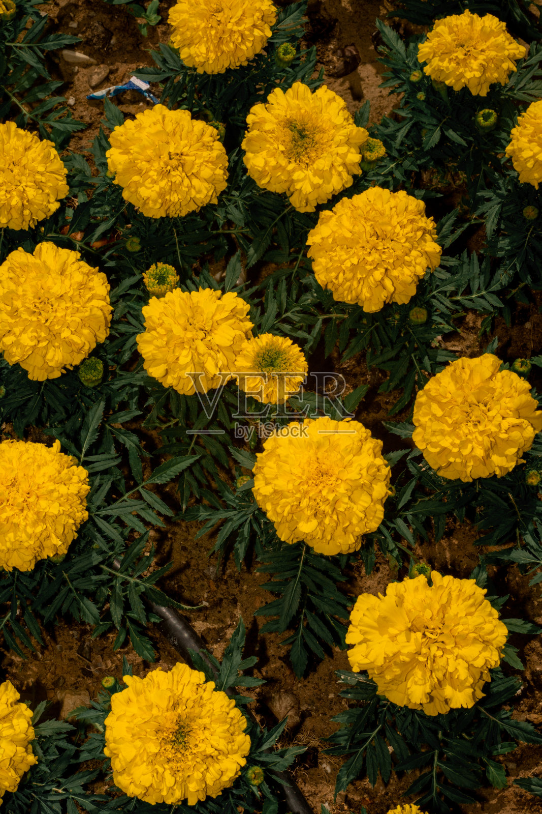 花园照片摄影图片