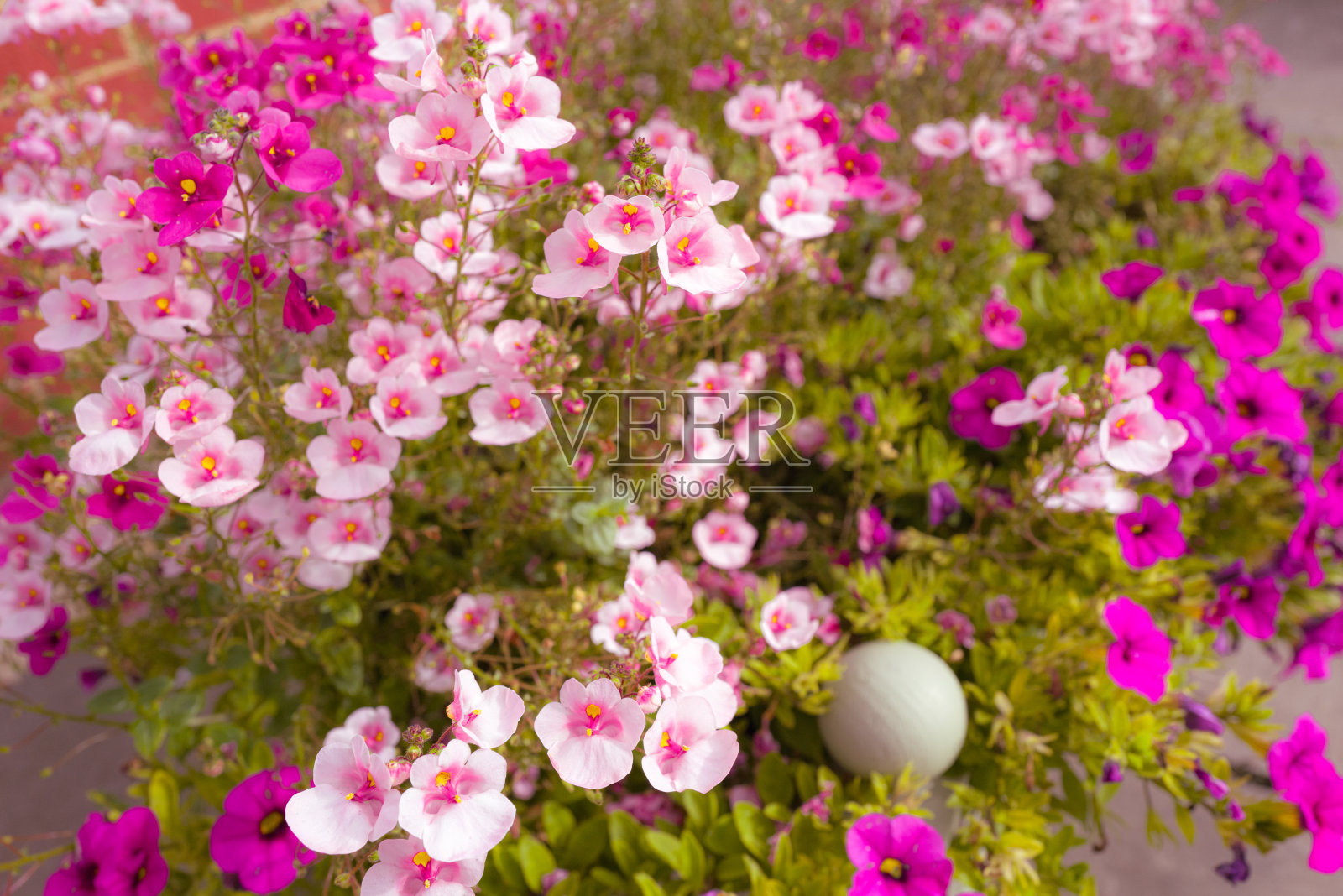 浅焦点的海角宝石美丽的植物看到丰富的花园种植。照片摄影图片