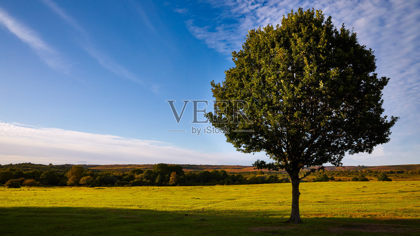 绿草景观中的单树照片摄影图片