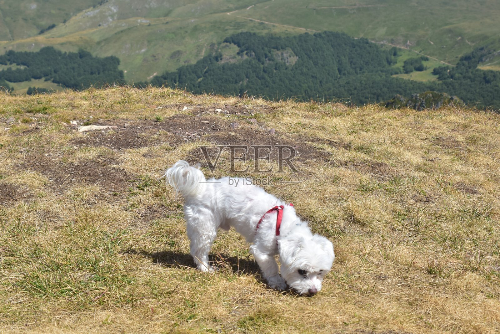 马尔济斯犬在大自然中的肖像。照片摄影图片