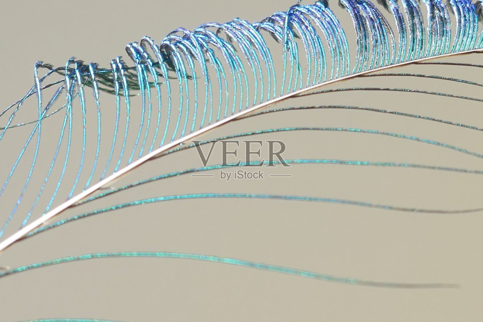 孔雀羽毛照片摄影图片