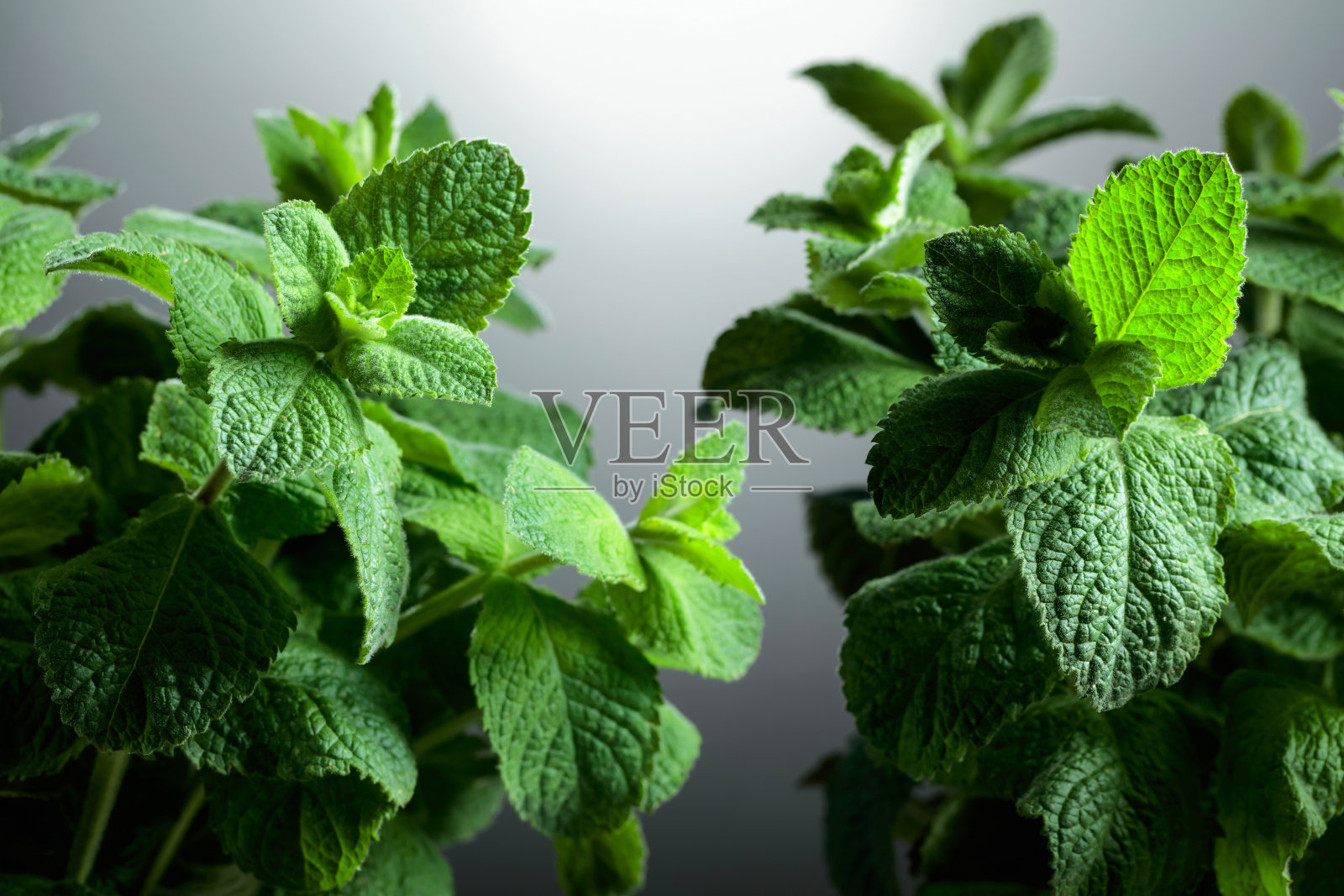 灰色背景上的新鲜薄荷特写。照片摄影图片