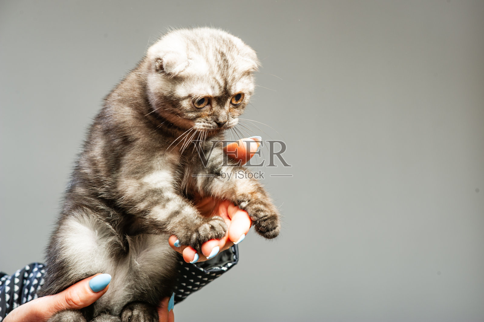 白色背景上长着漂亮眼睛的灰猫照片摄影图片