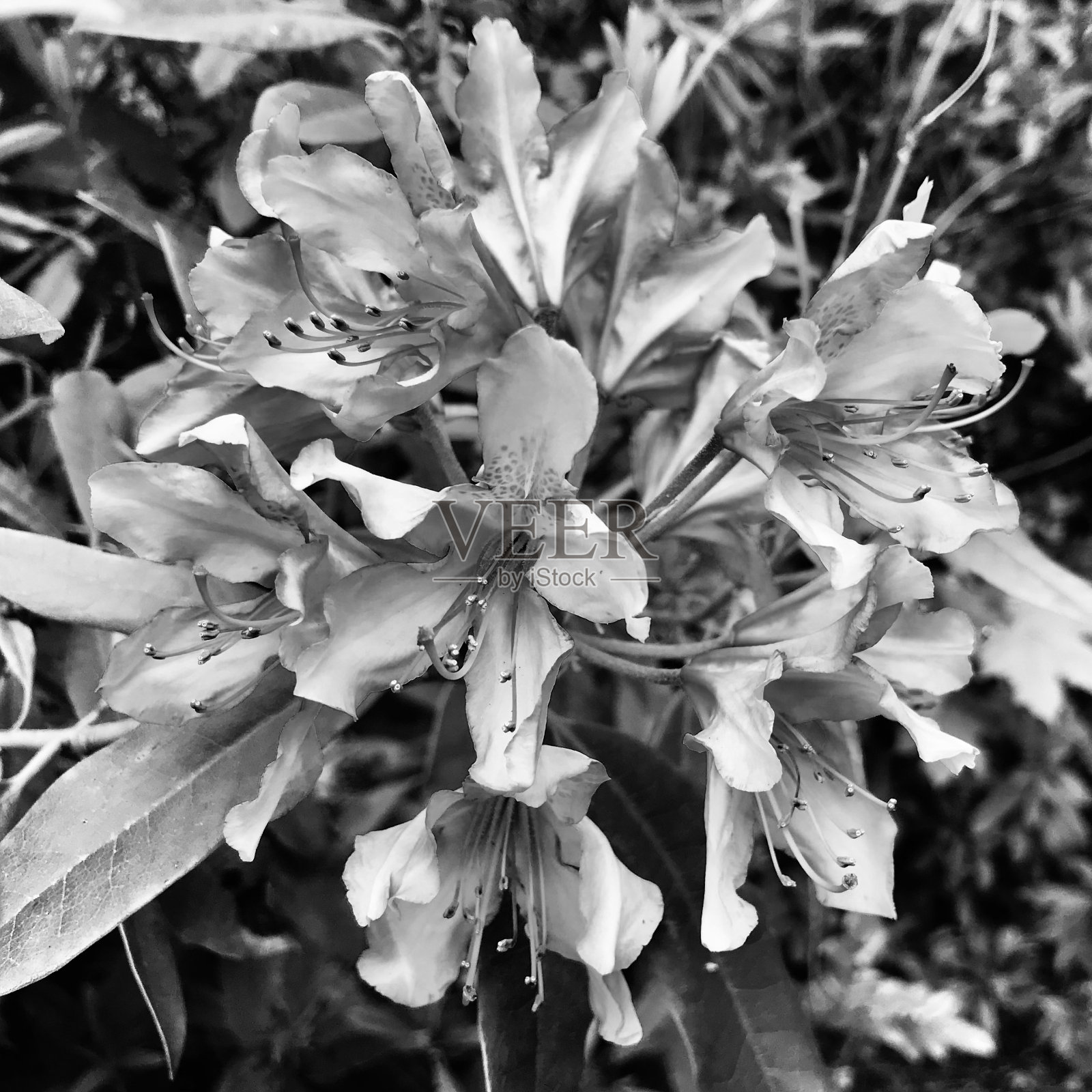 迷人花卉叶子植物盛开的鲜艳全景特写照片摄影图片