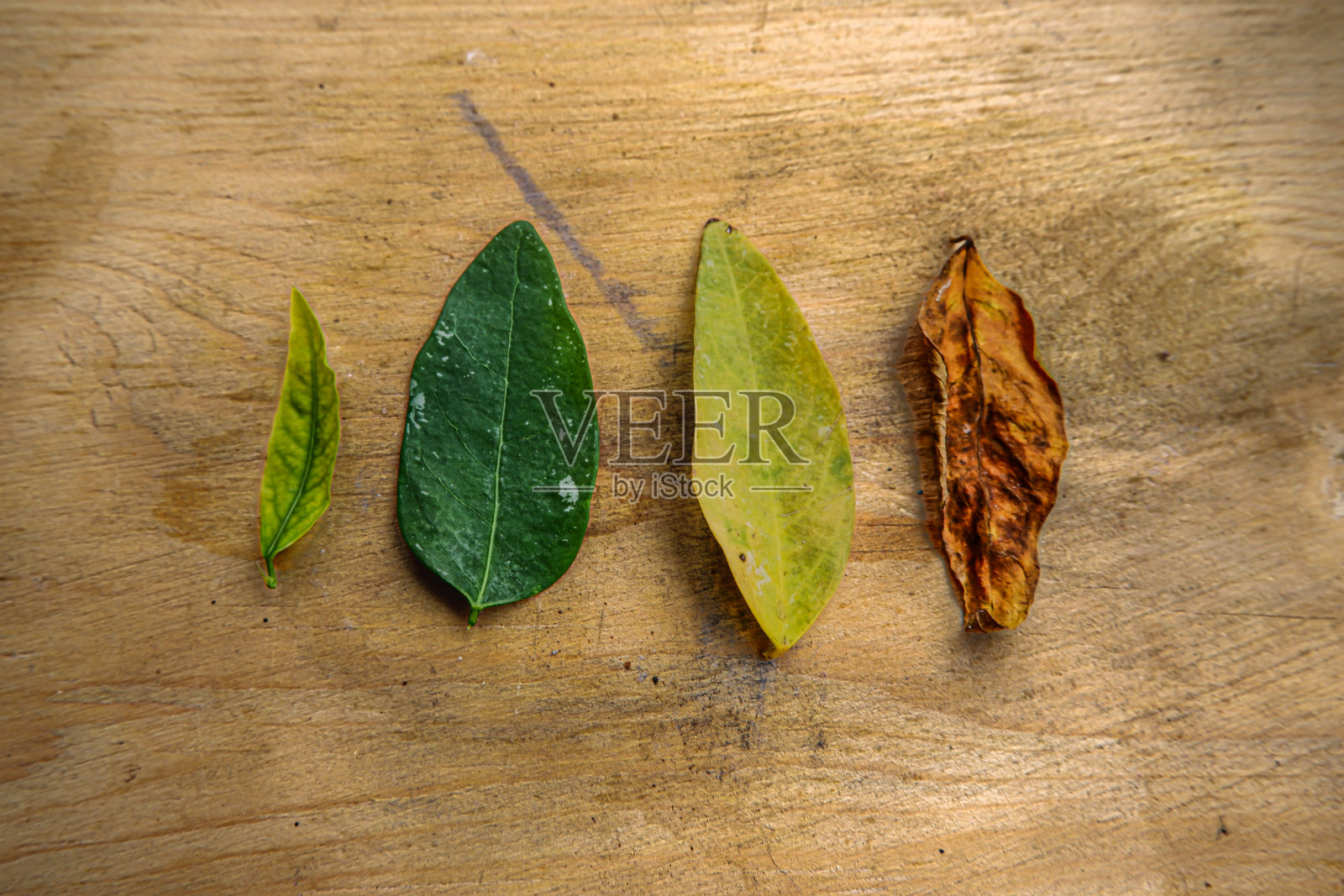 叶子上的变态照片摄影图片