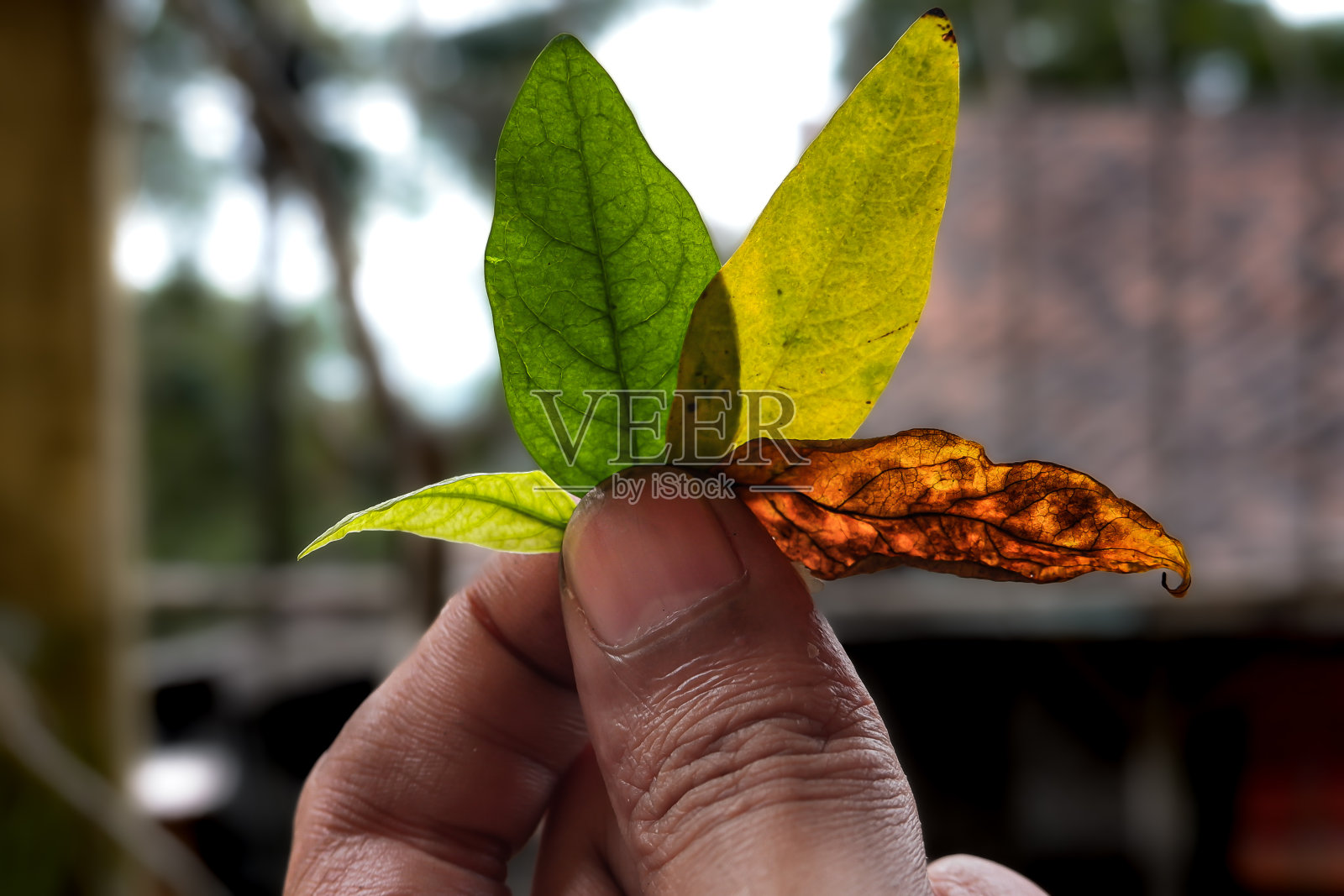 叶子上的变态照片摄影图片