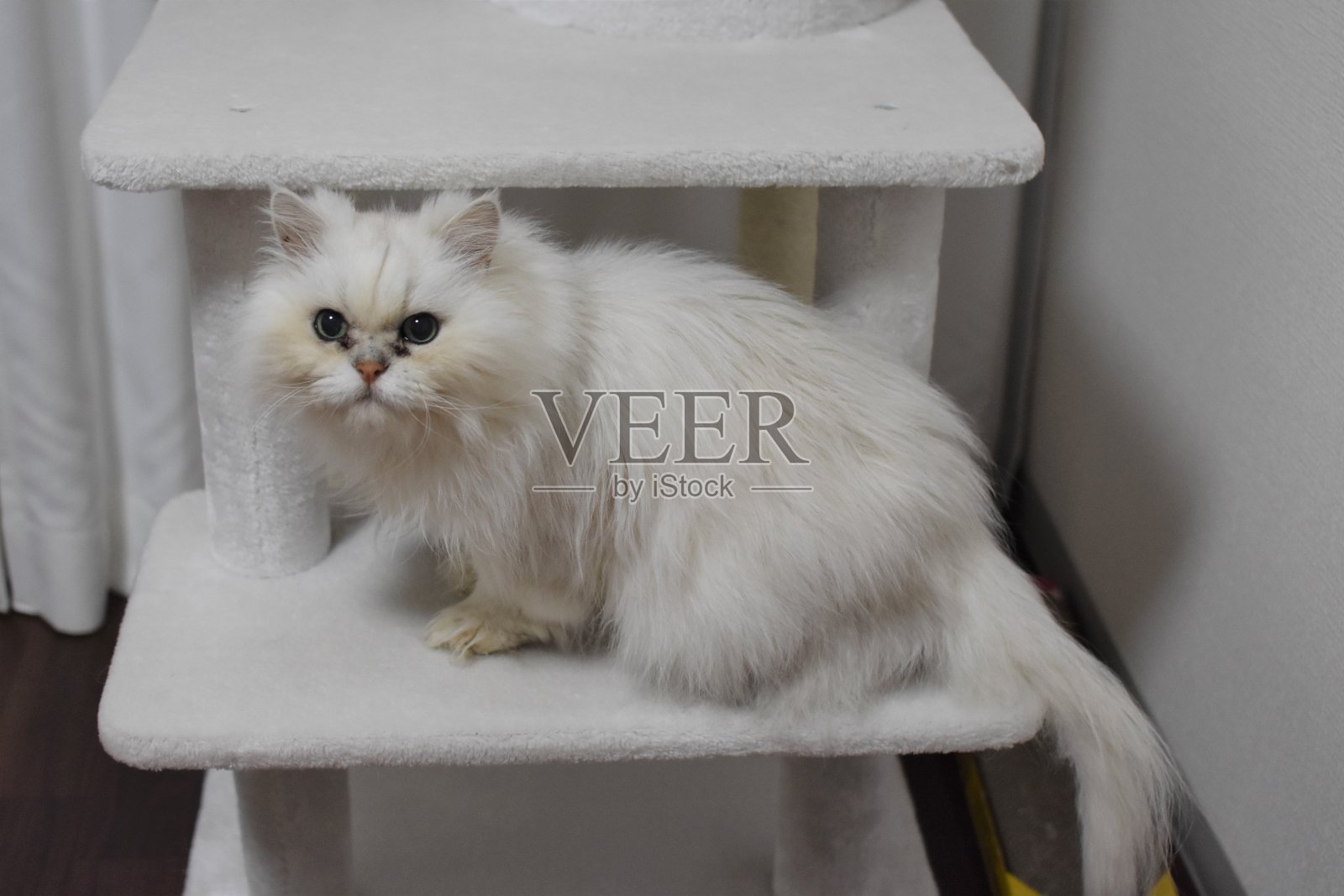 猫照片摄影图片