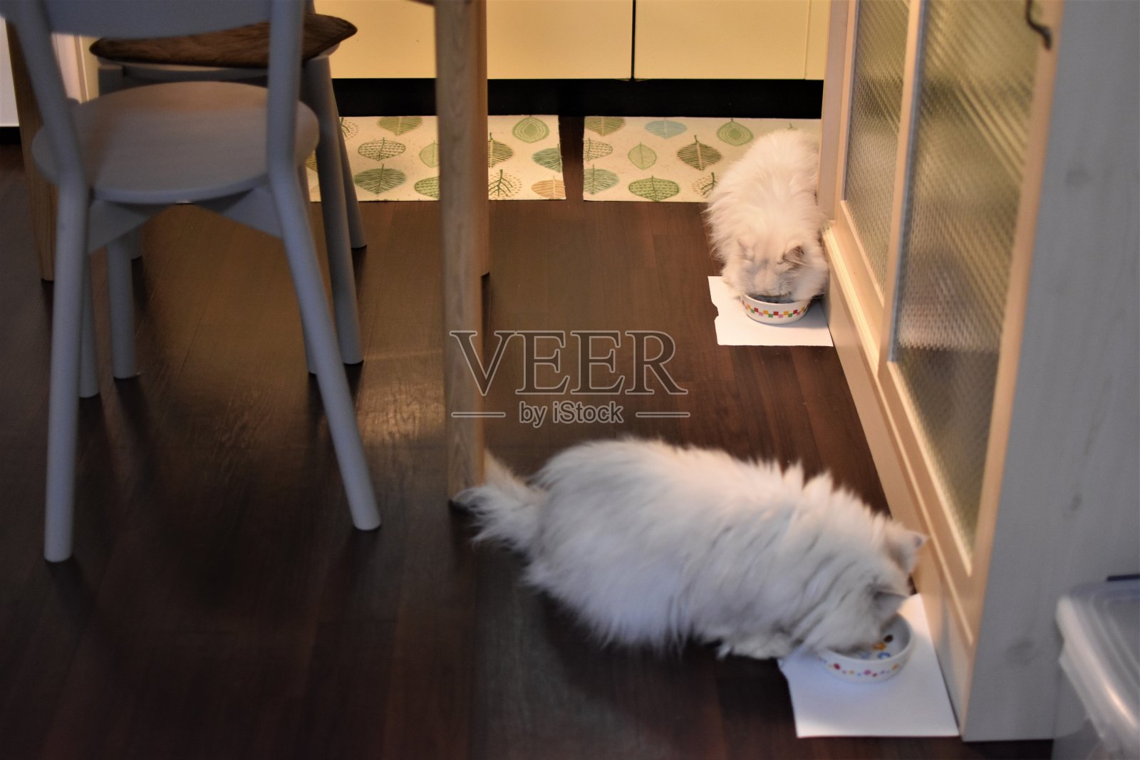 猫照片摄影图片