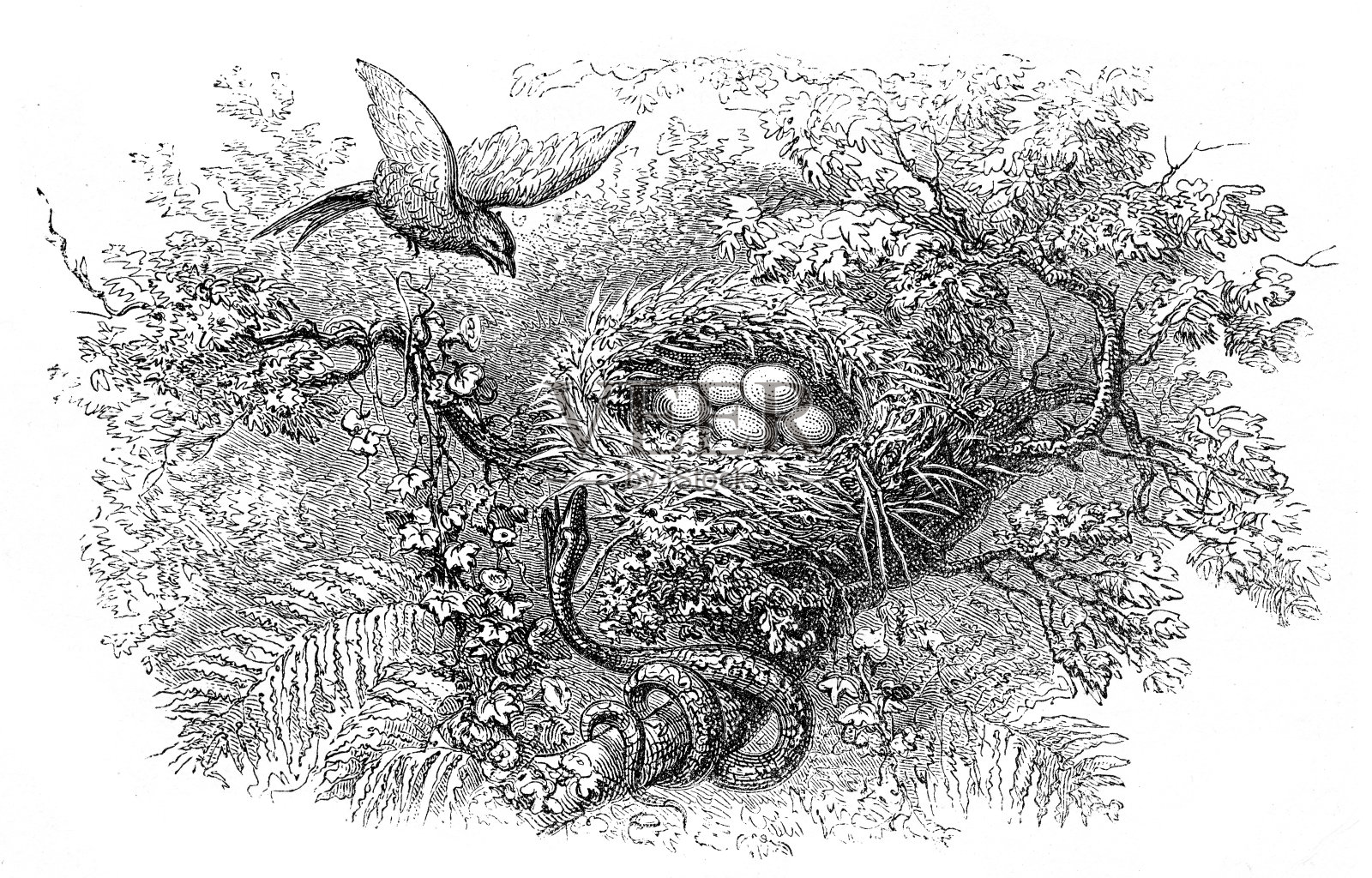 防鸟筑巢，防蛇雕刻1893插画图片素材